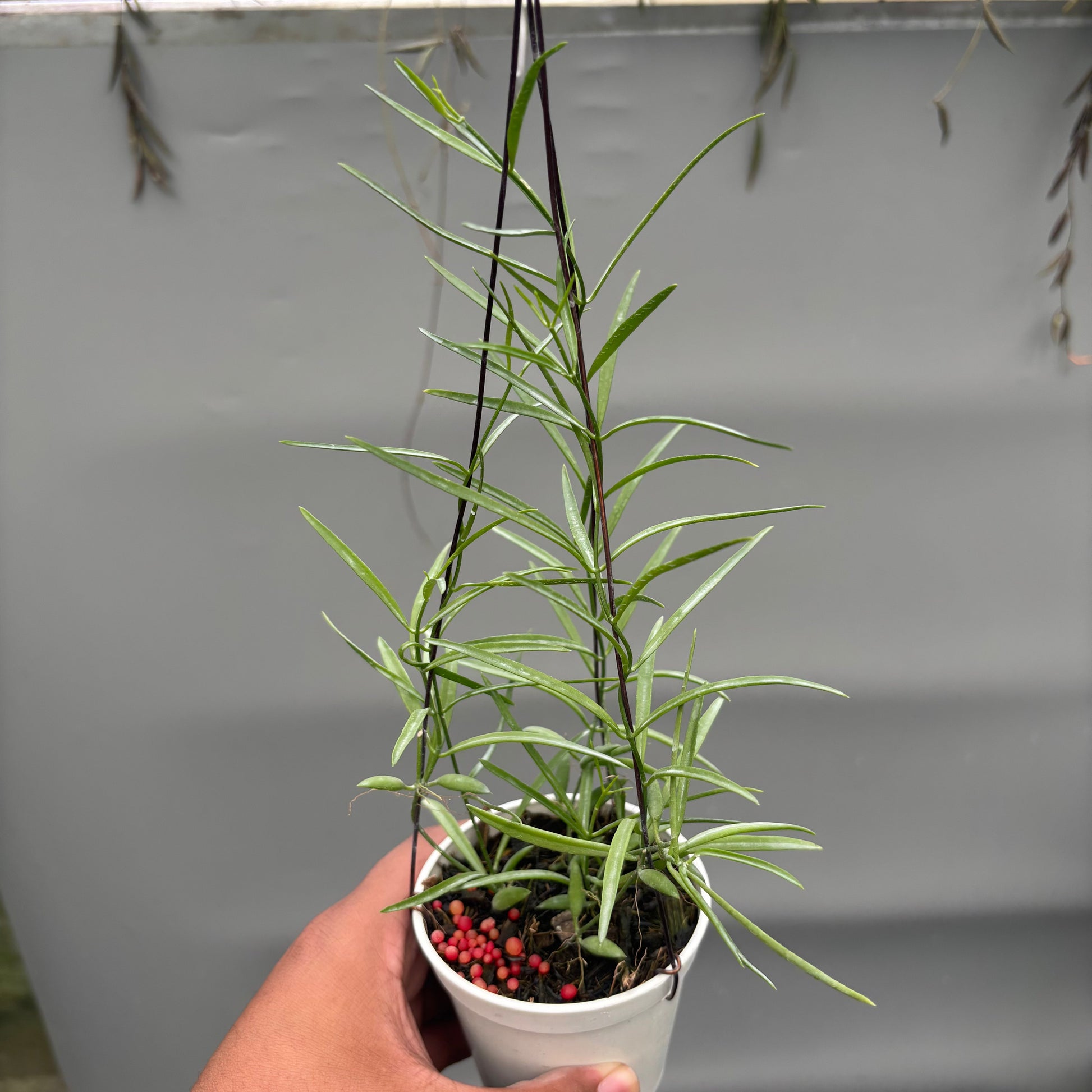 Dischidia SP Papua "VN-733" - Indonesian Rare Plants