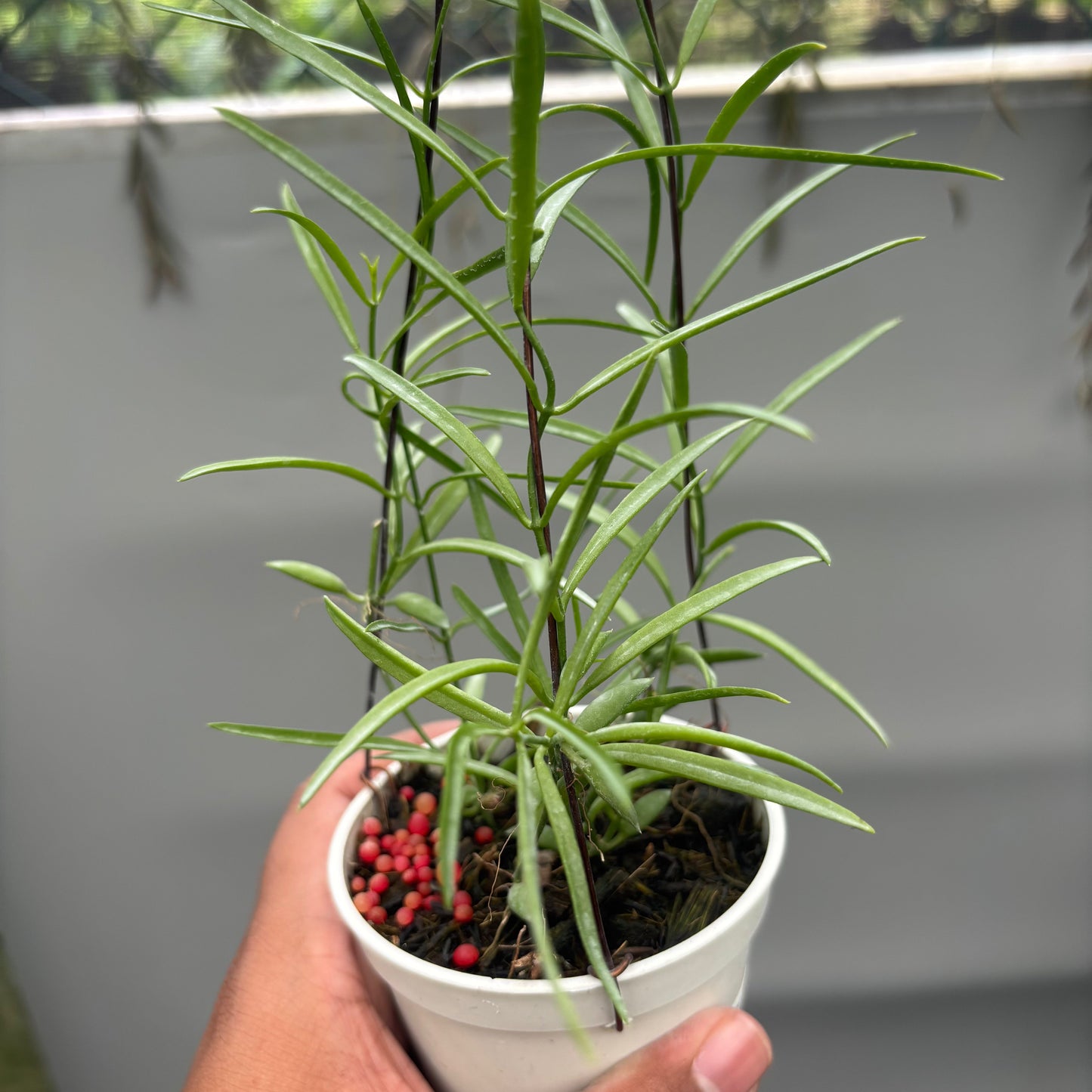 Dischidia SP Papua "VN-733"