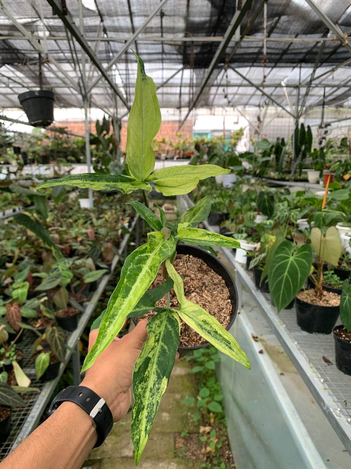 Syngonium White Ribbon Variegated — rare Indonesian plant