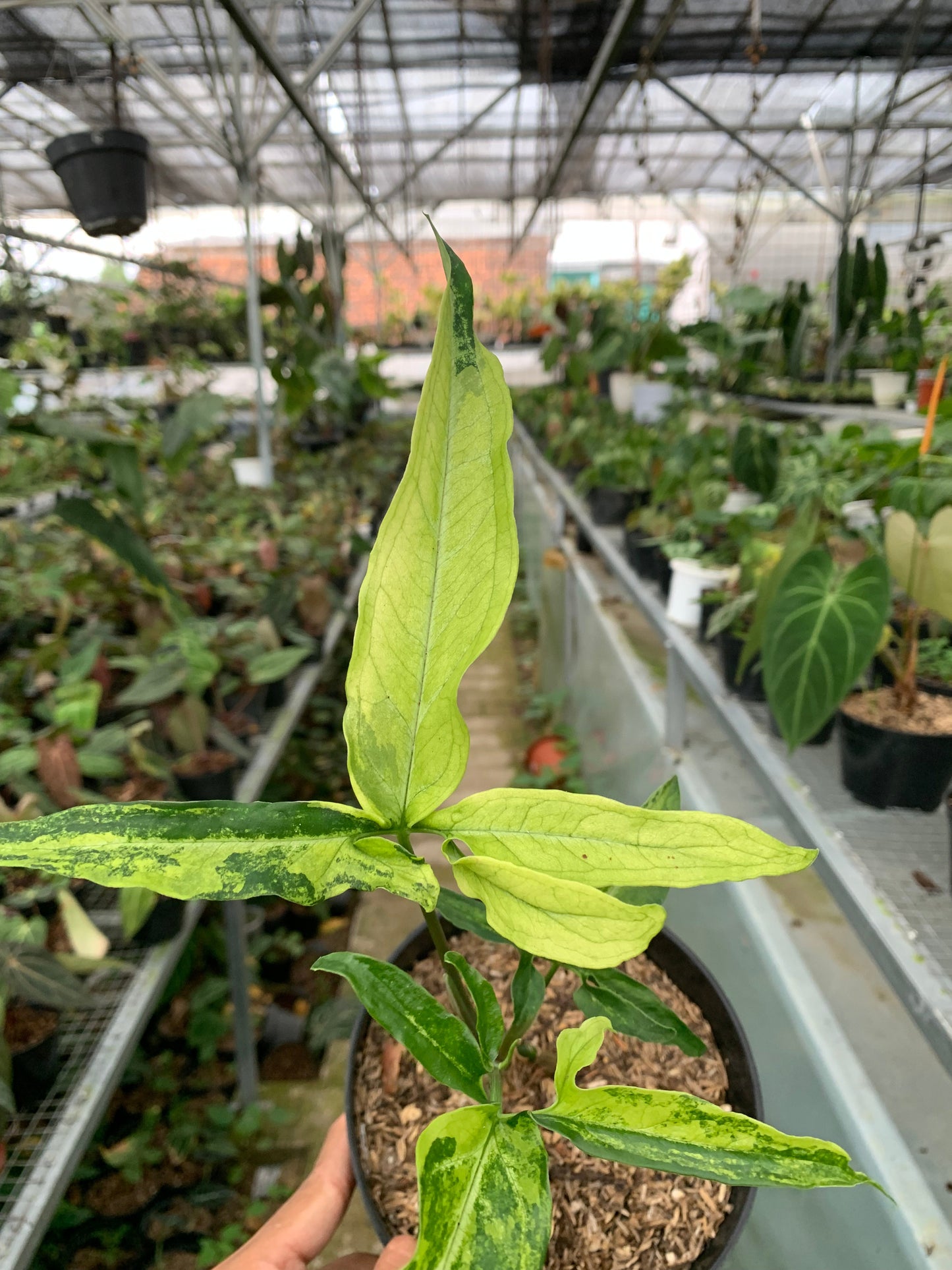 Syngonium White Ribbon Variegated — photo 3