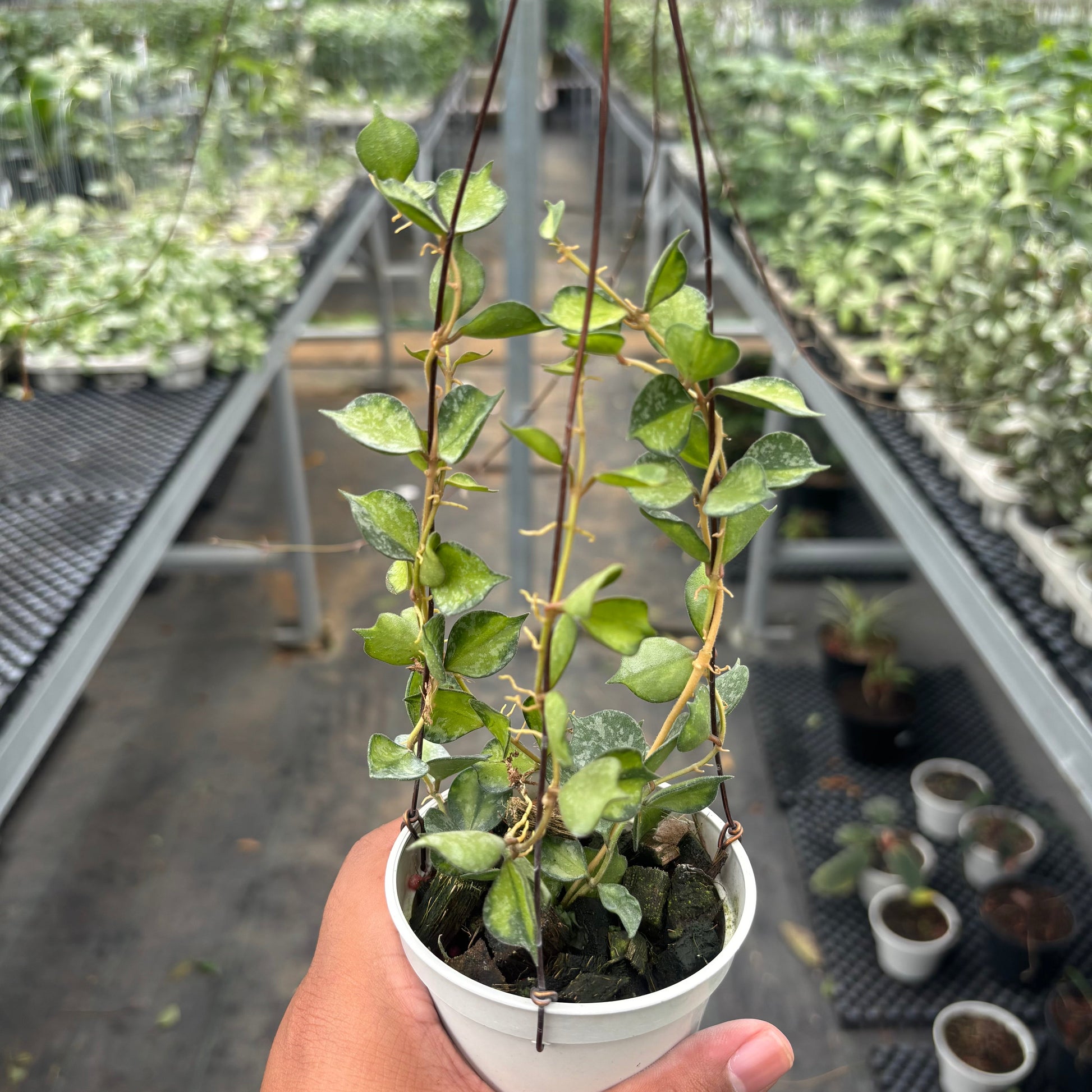 Hoya Curtisii "Inner Variegated" - Indonesian Rare Plants