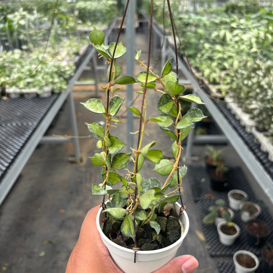 Hoya Curtisii "Inner Variegated" - Indonesian Rare Plants