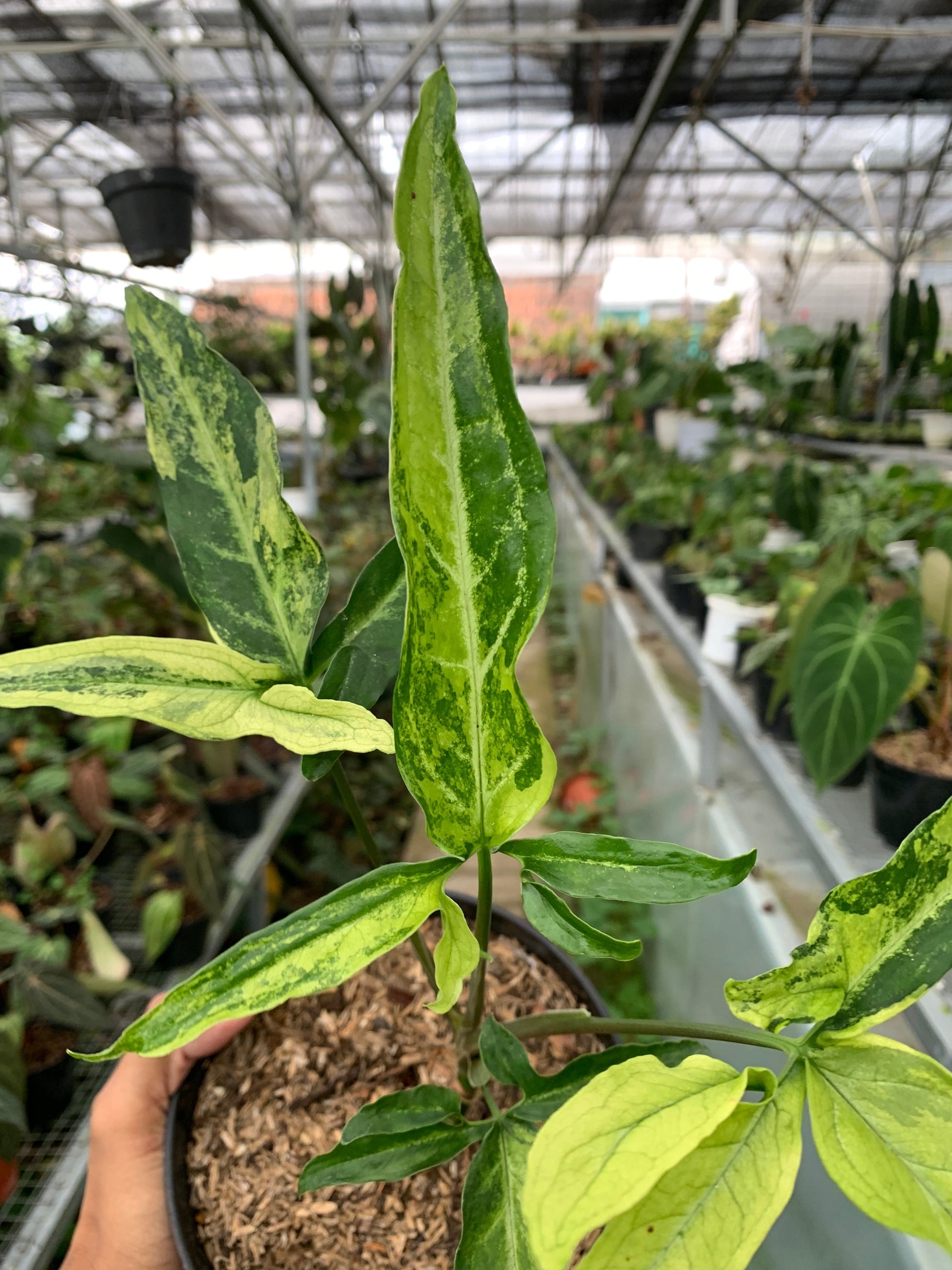 Syngonium White Ribbon Variegated — photo 2