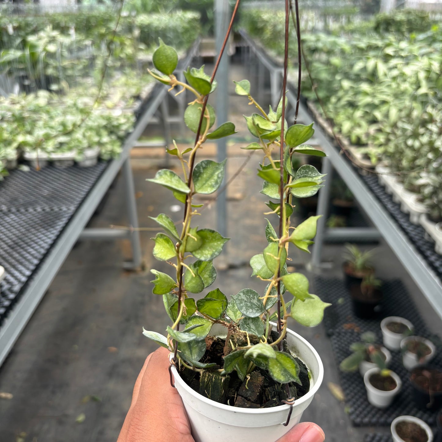 Hoya Curtisii "Inner Variegated"