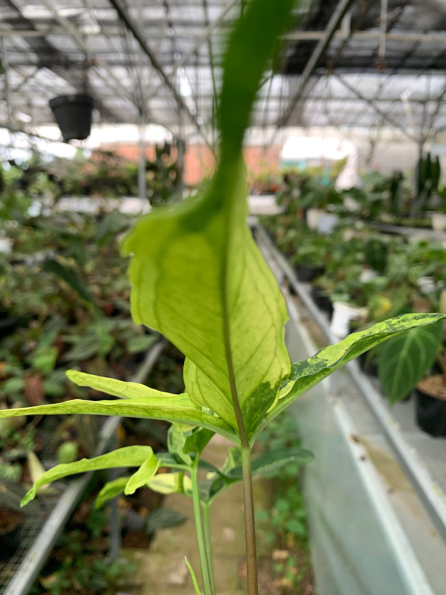 Syngonium White Ribbon Variegated — photo 4