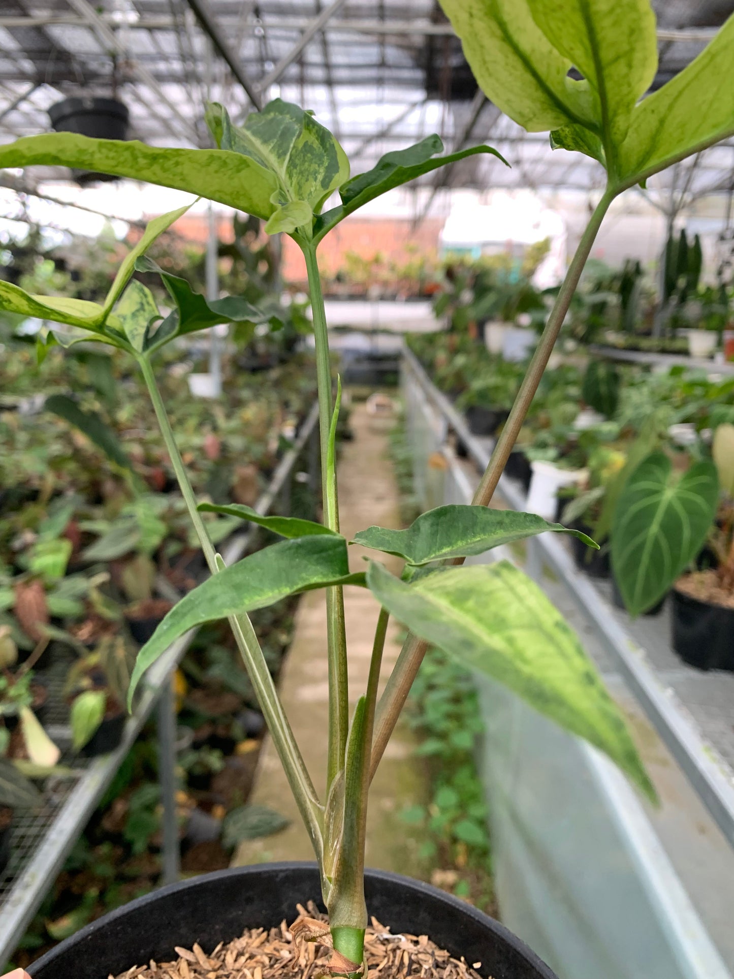 Syngonium White Ribbon Variegated — photo 5