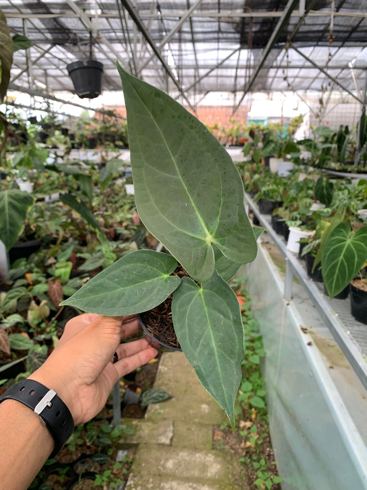 Anthurium Marmoratum x Papillilaminum — rare Indonesian plant