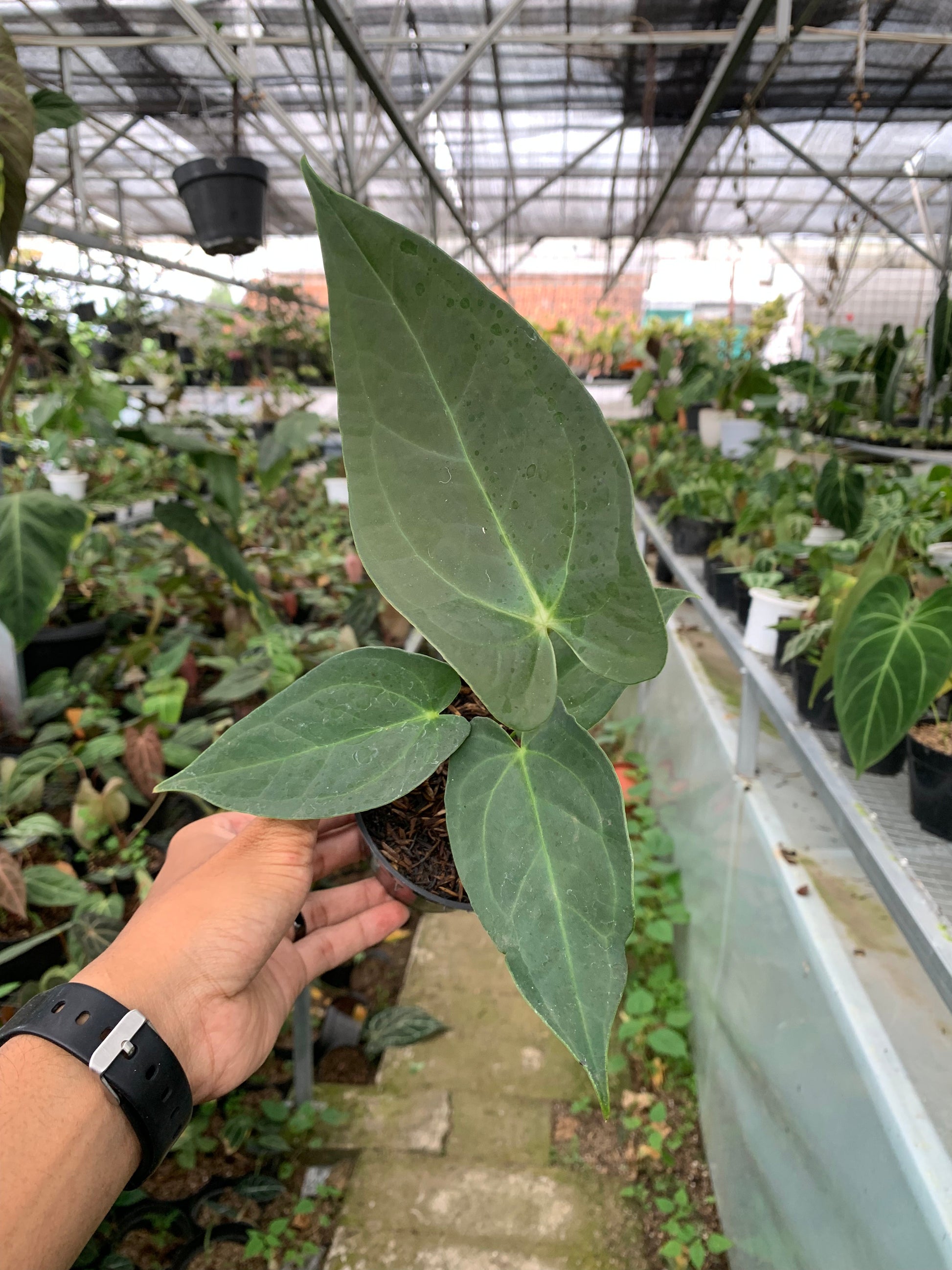Anthurium Marmoratum x Papillilaminum — rare Indonesian plant