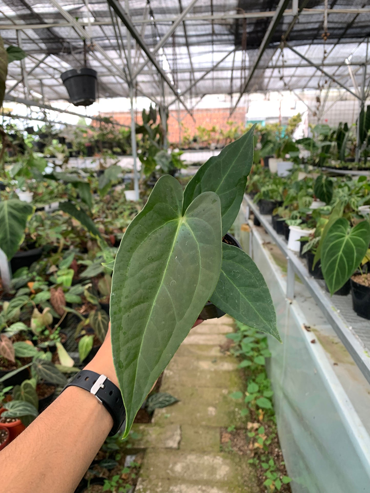 Anthurium Marmoratum x Papillilaminum — photo 2