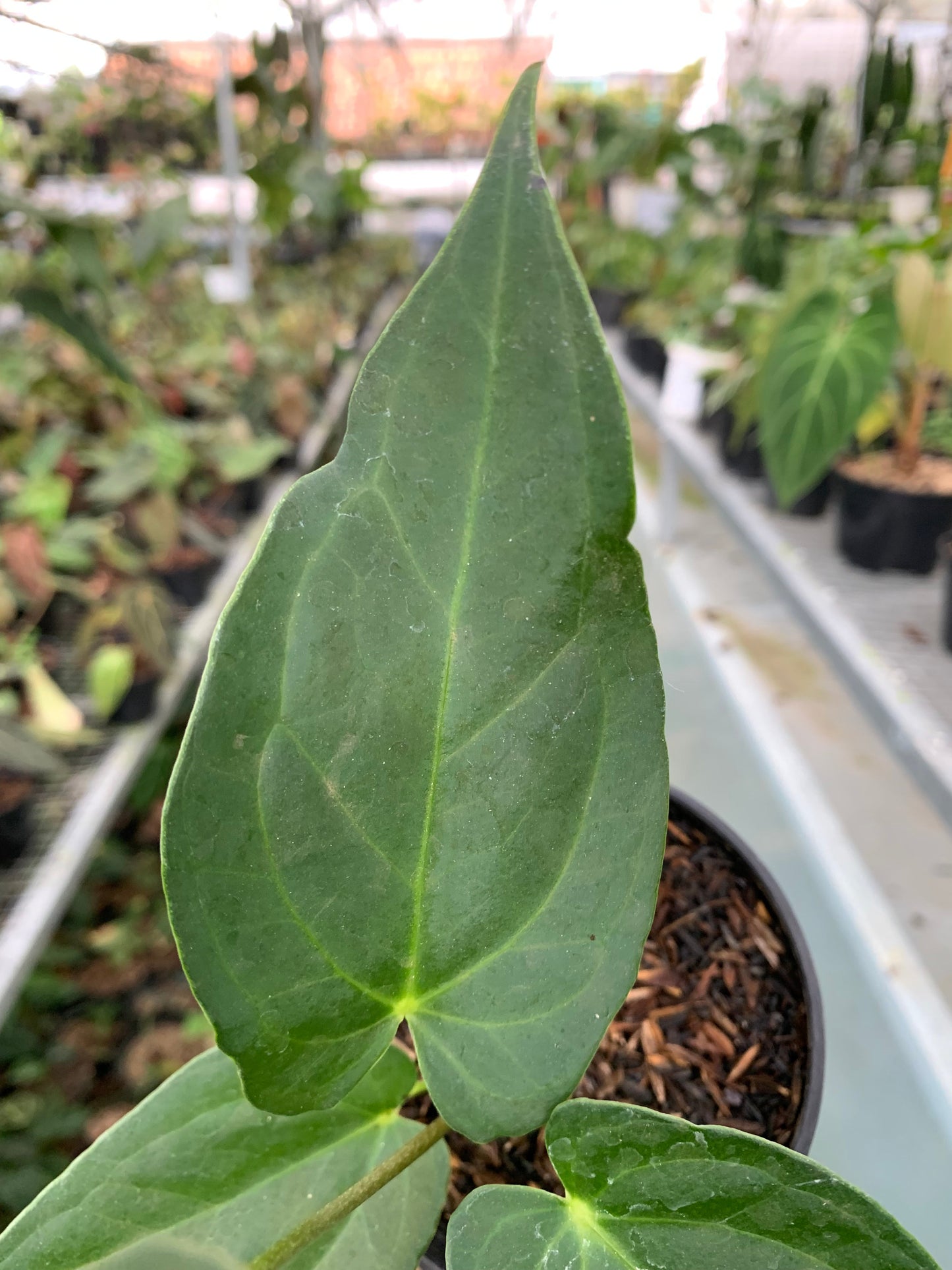 Anthurium Marmoratum x Papillilaminum — photo 3