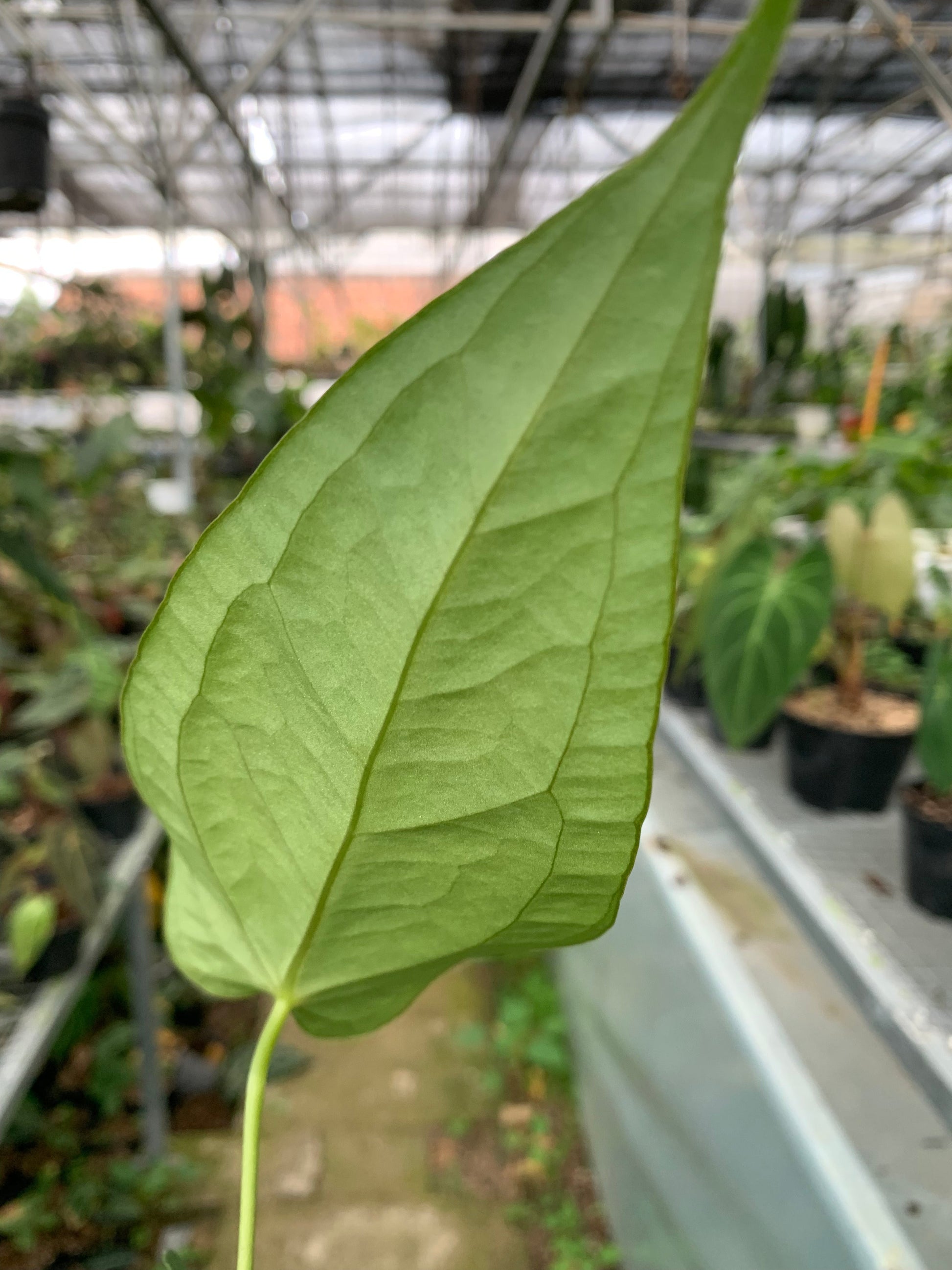 Anthurium Marmoratum x Papillilaminum — photo 4