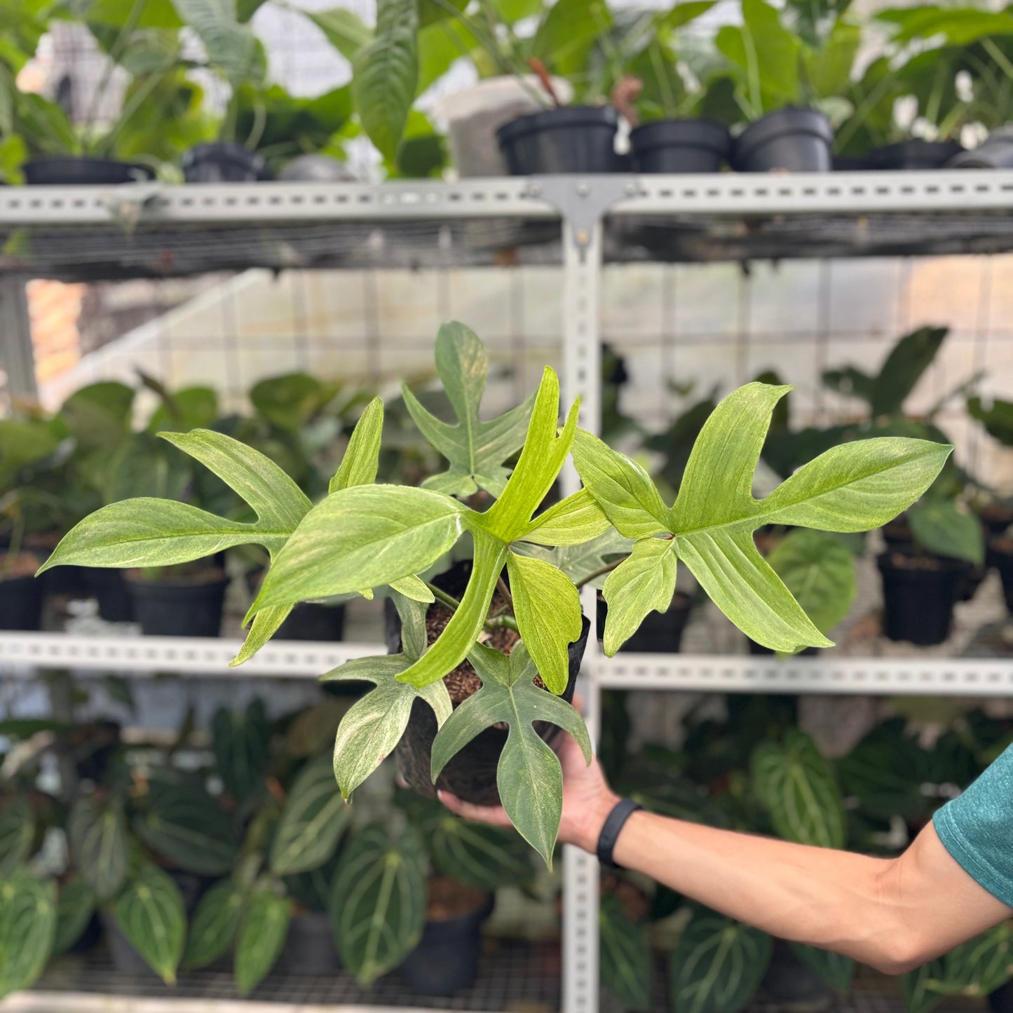 Philodendron Florida Ghost Mature Size — rare Indonesian plant