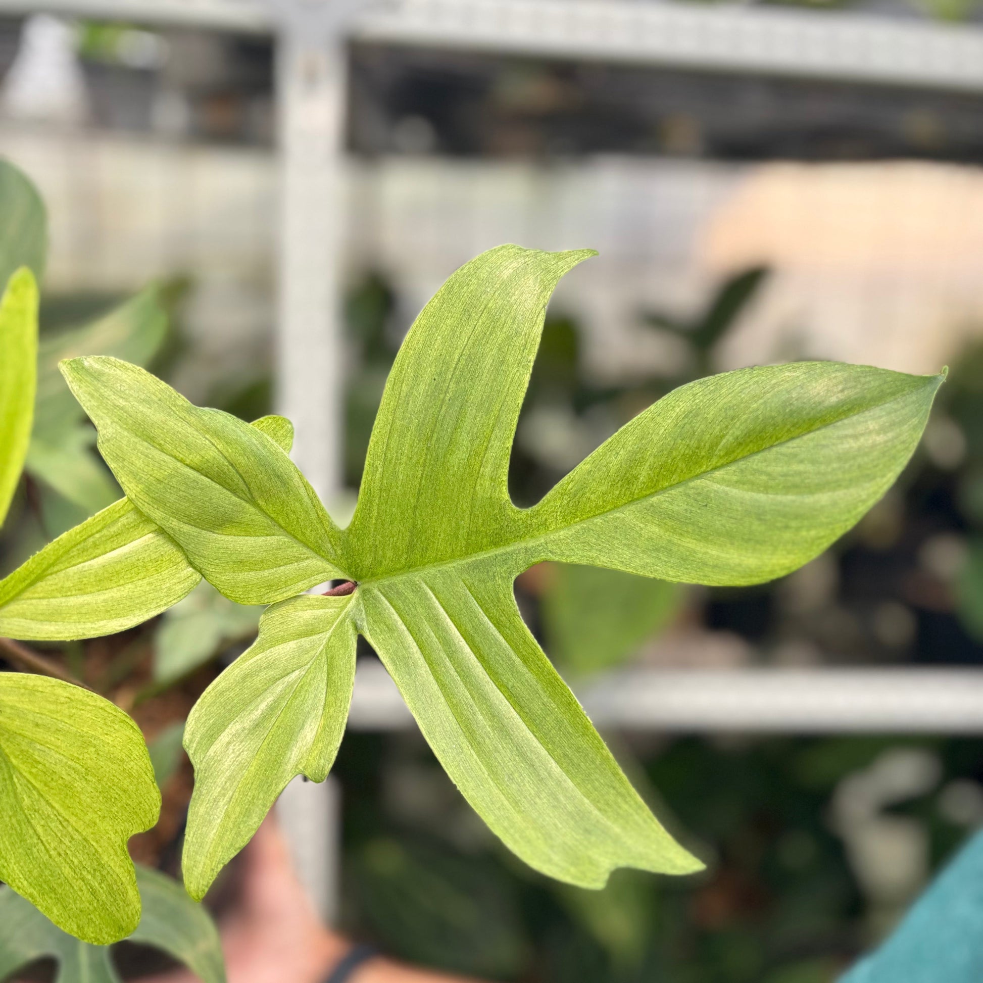 Philodendron Florida Ghost Mature Size — photo 2