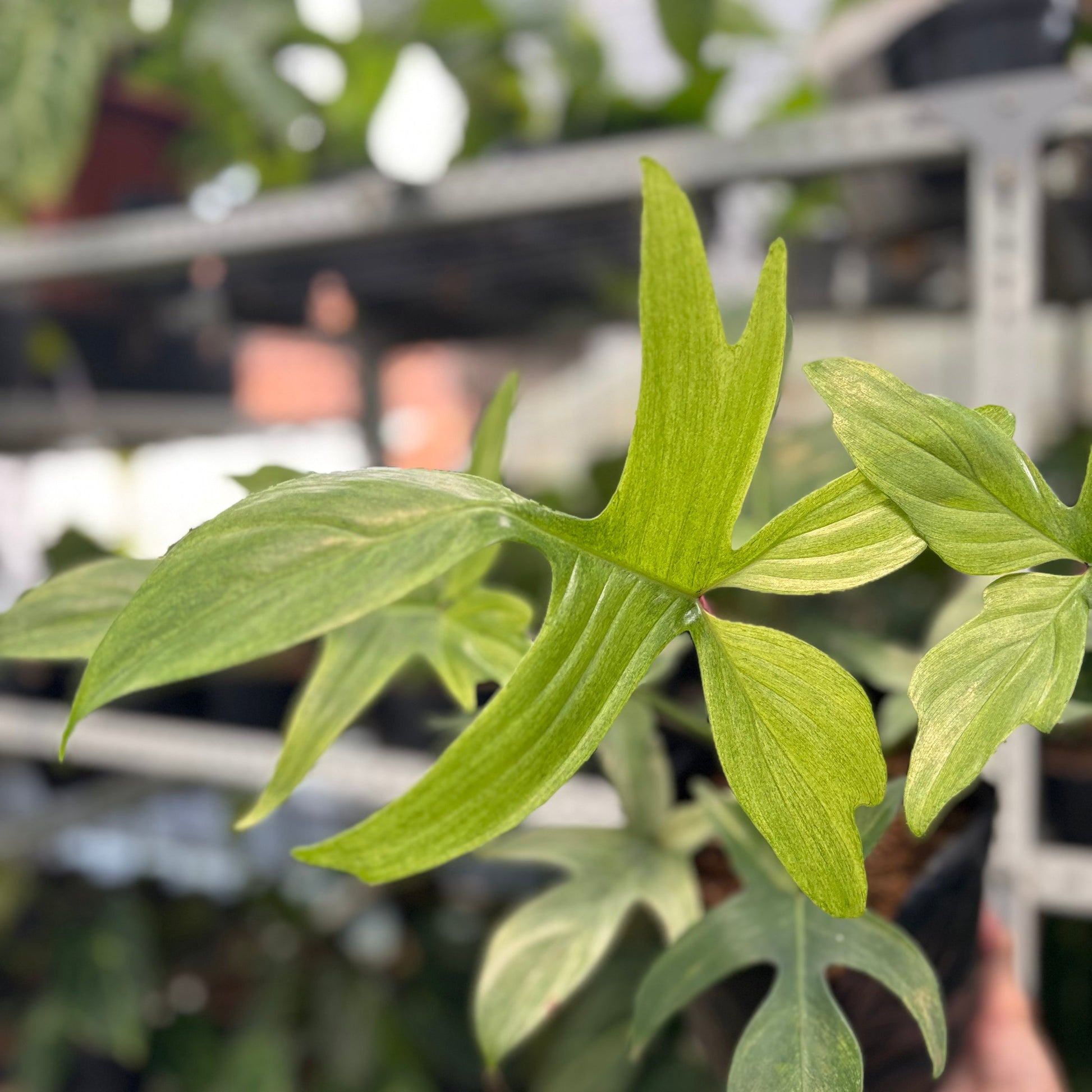 Philodendron Florida Ghost Mature Size — photo 3