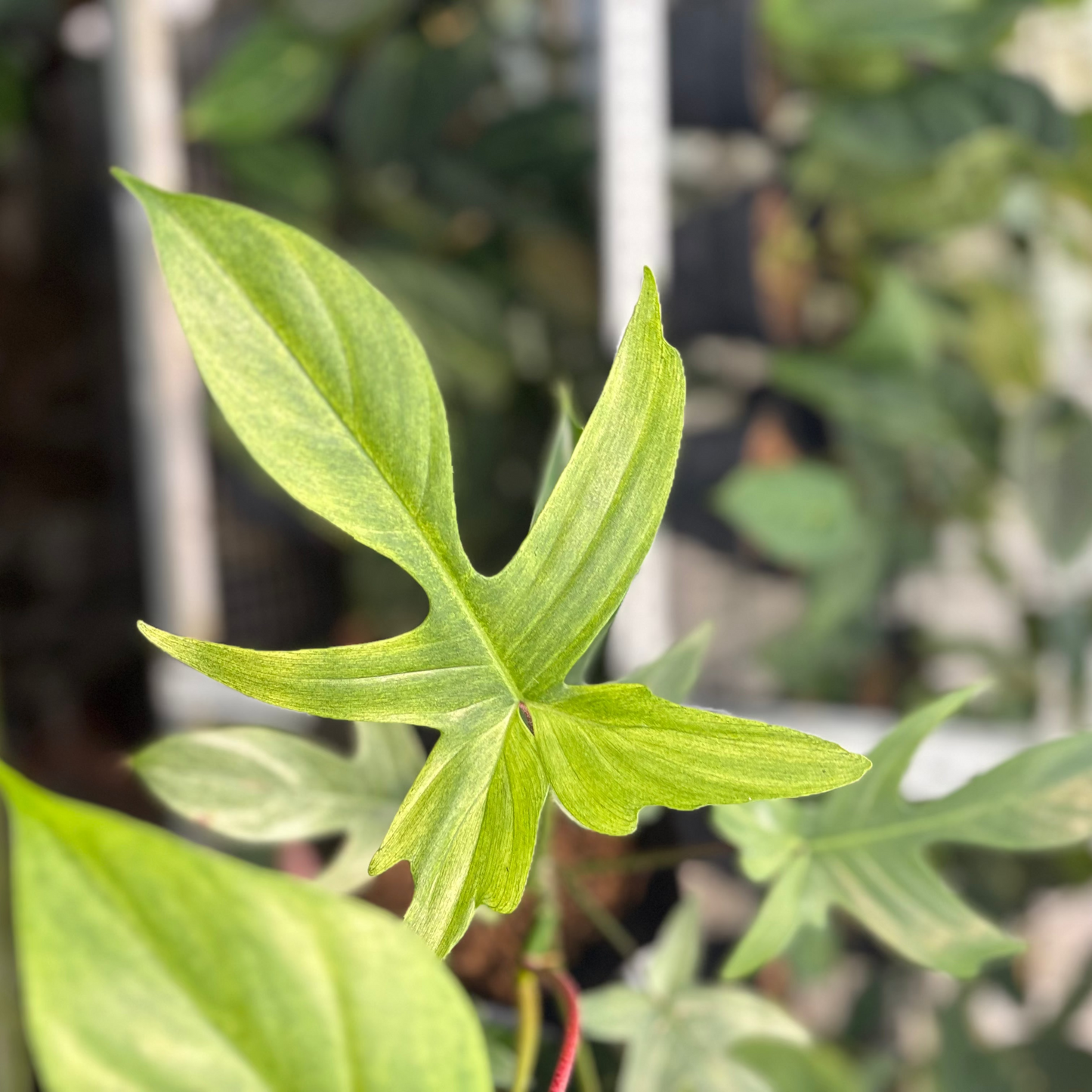 Philodendron Florida Ghost Mature Size — photo 4