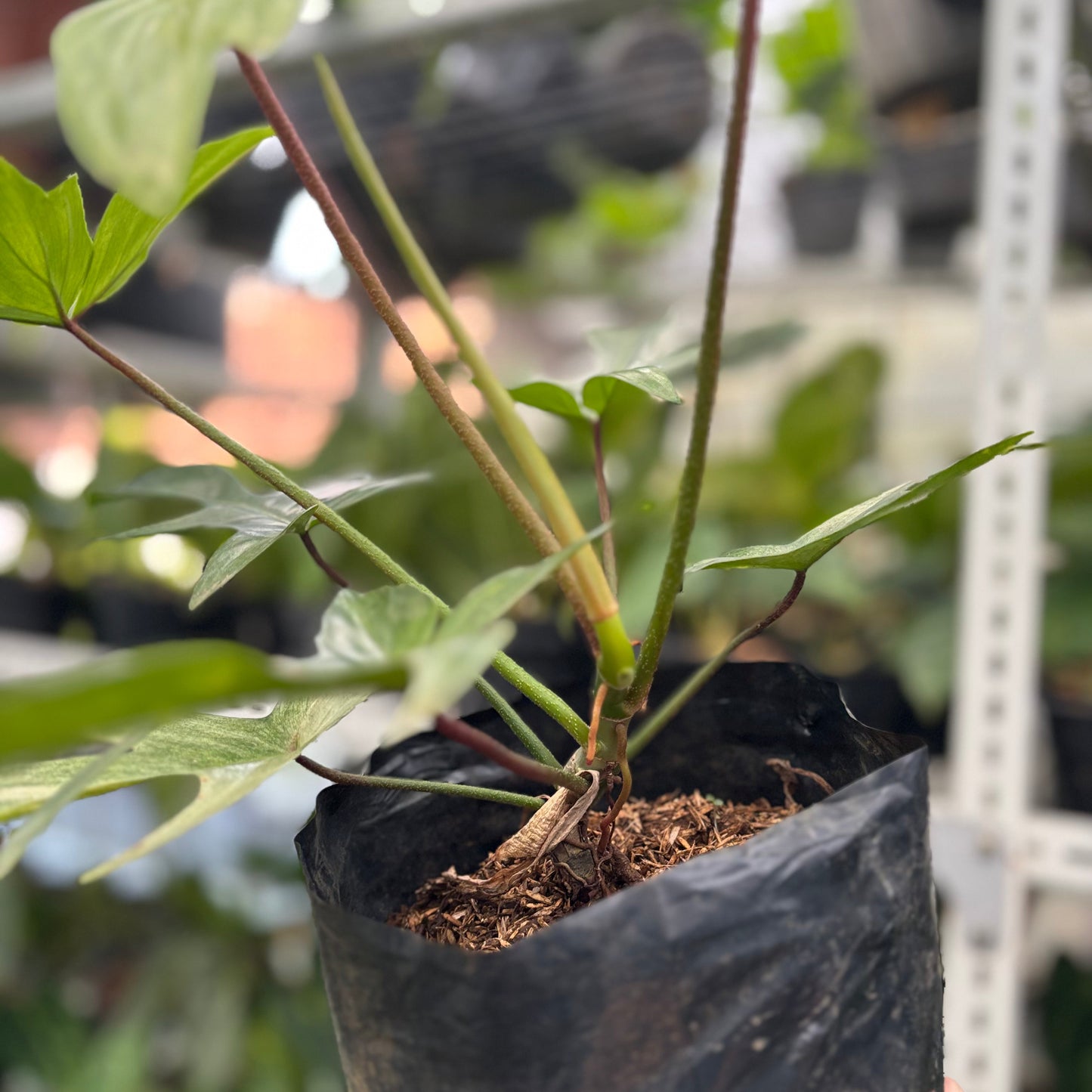Philodendron Florida Ghost Mature Size — photo 5