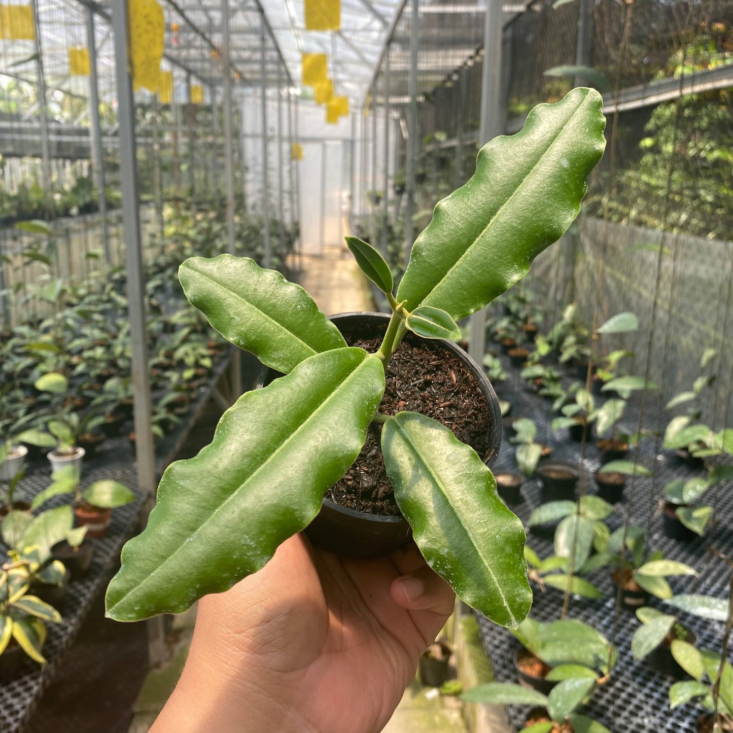 Hoya Imperialis Pink - Indonesian Rare Plants