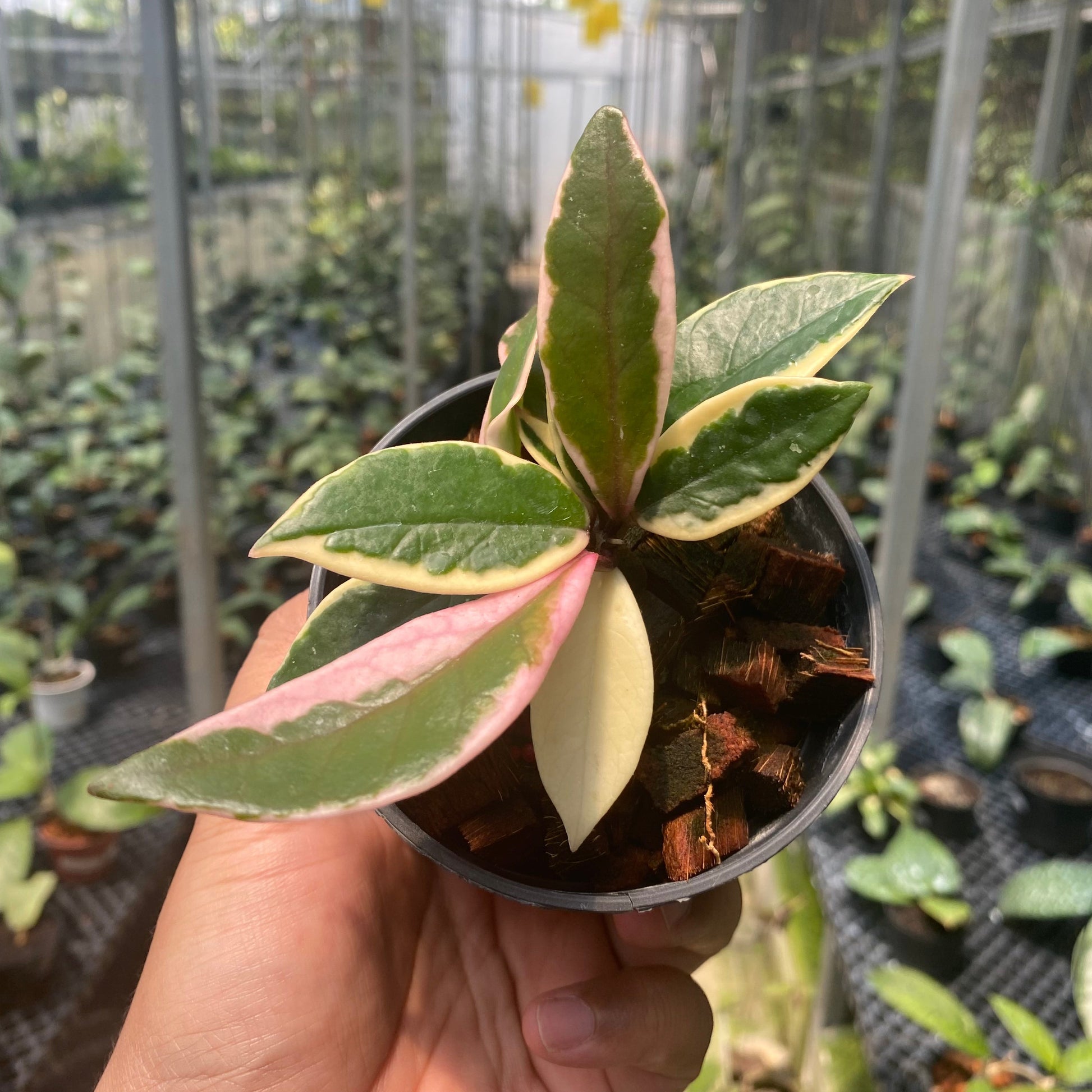 Hoya Carnosa Flamingo Dreams - Indonesian Rare Plants