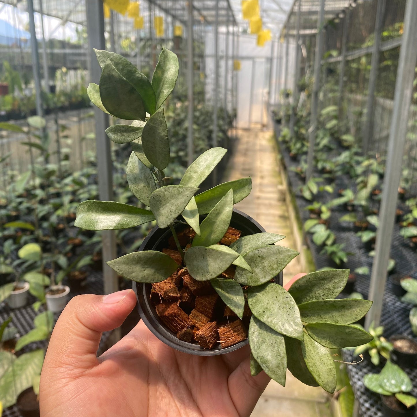 Hoya Lacunosa Gold Powder - Indonesian Rare Plants