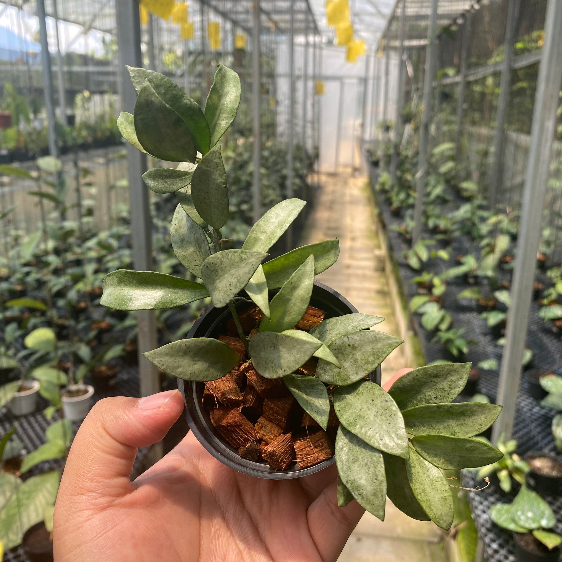 Hoya Lacunosa Gold Powder - Indonesian Rare Plants