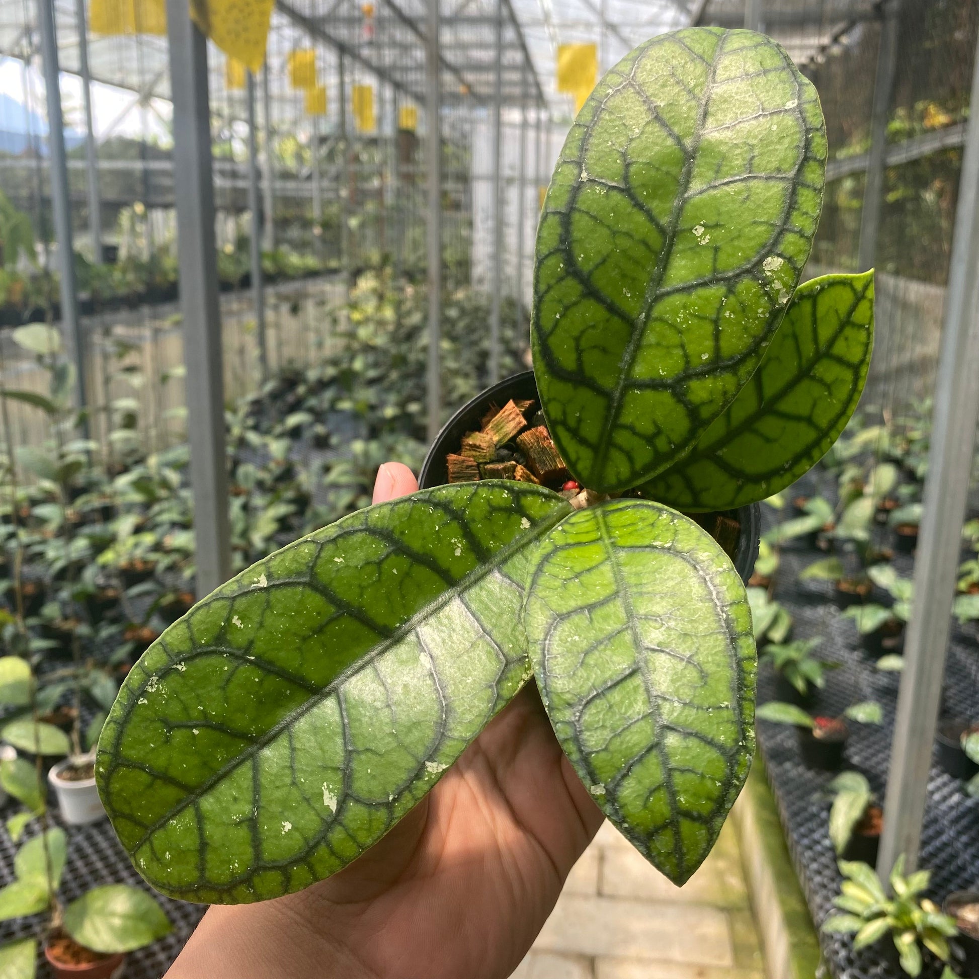 Hoya Callistophylla Venna - Indonesian Rare Plants