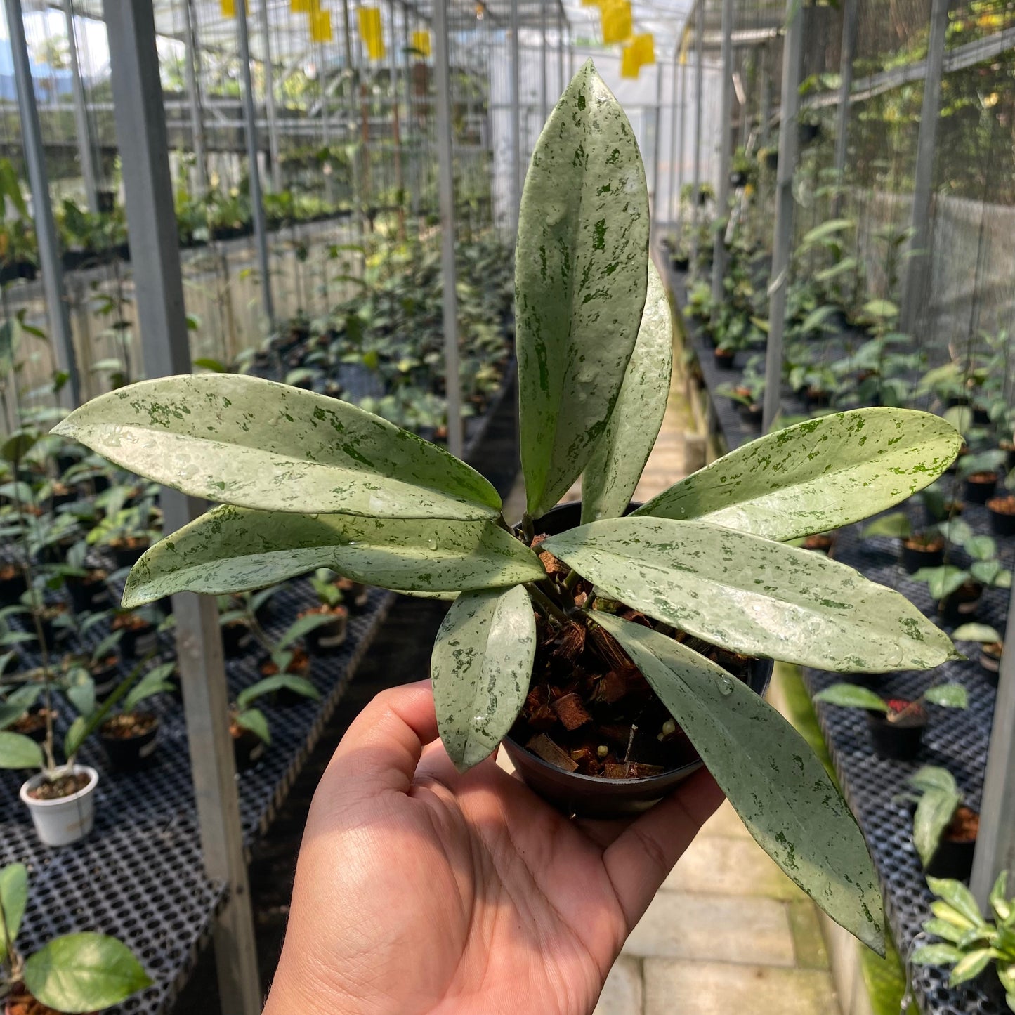 Hoya Pubicalyx Pink Silver Ghost - Indonesian Rare Plants