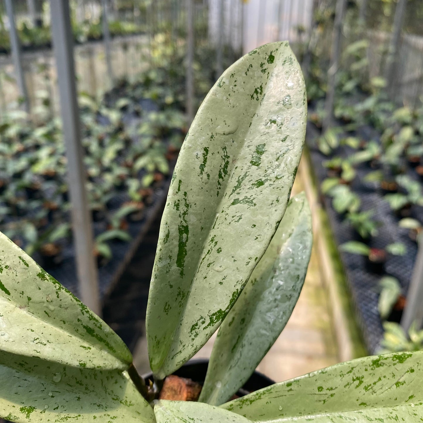 Hoya Pubicalyx Pink Silver Ghost