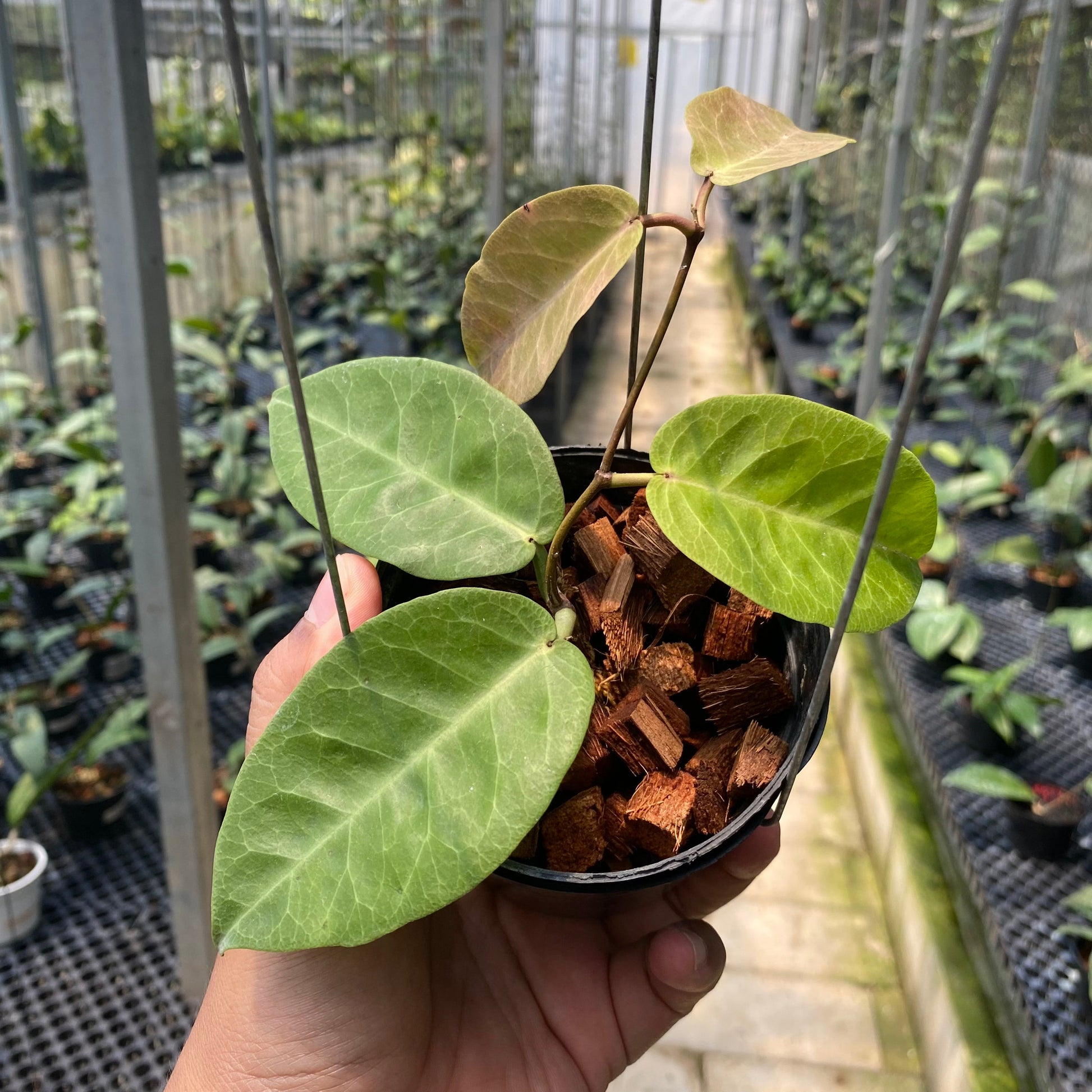 Hoya AFF Megalaster - Indonesian Rare Plants