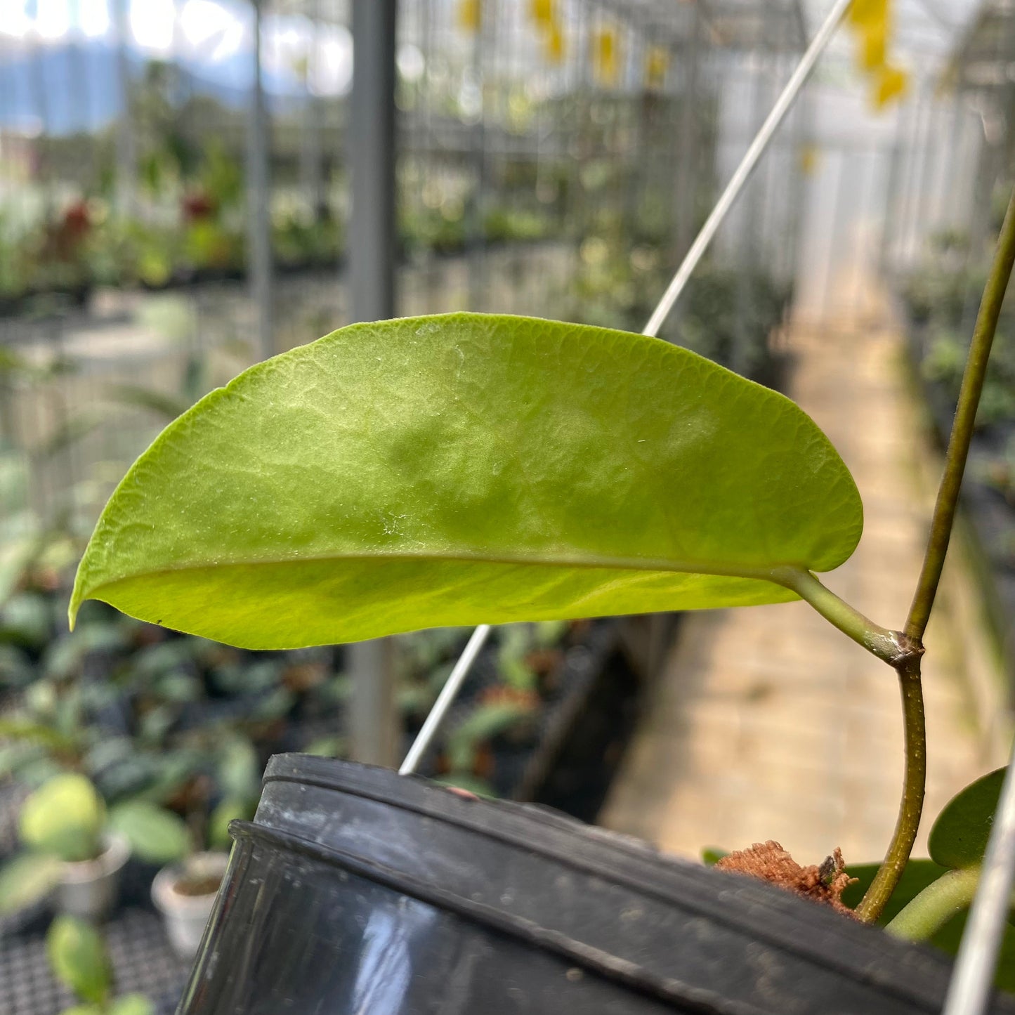 Hoya AFF Megalaster