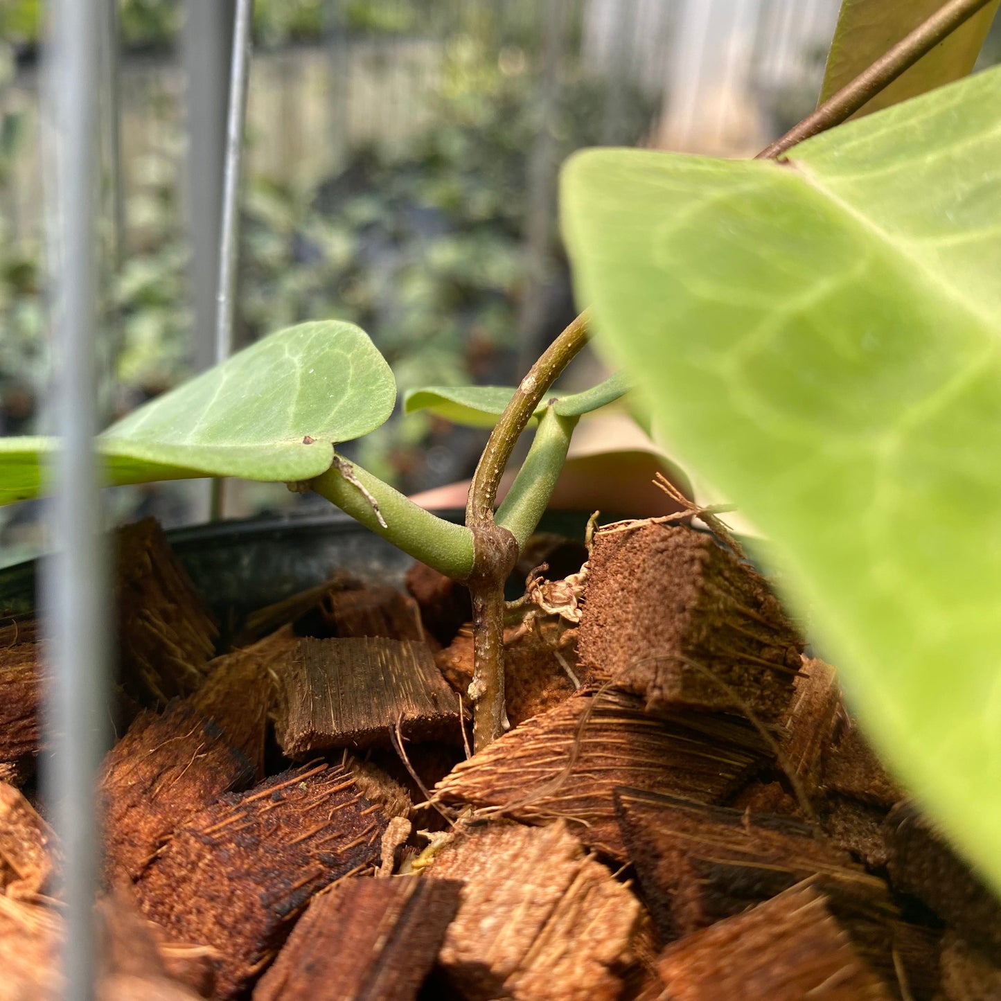 Hoya AFF Megalaster