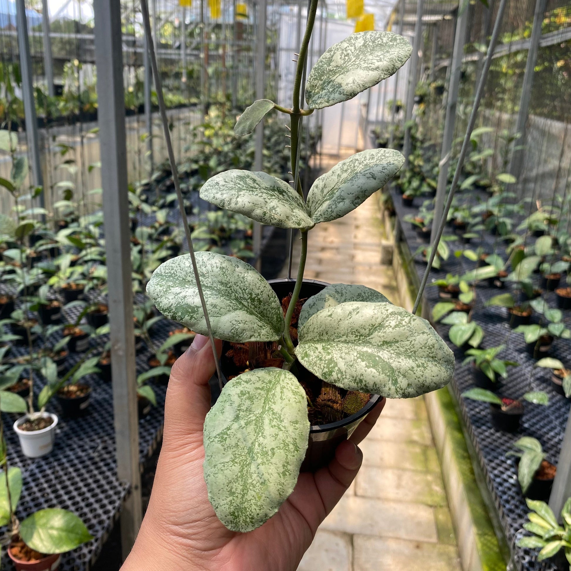 Hoya Waymaniae Cloudy Sky - Indonesian Rare Plants