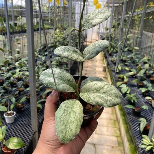 Hoya Waymaniae Cloudy Sky - Indonesian Rare Plants