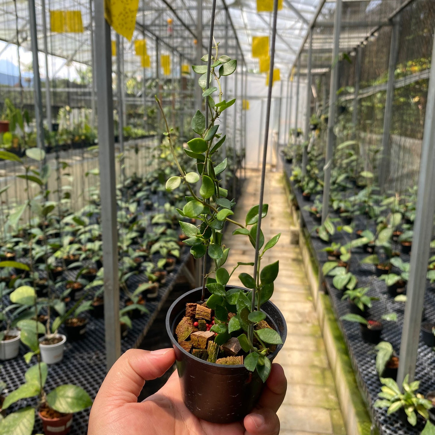 Hoya SP Mini Mamasa - Indonesian Rare Plants