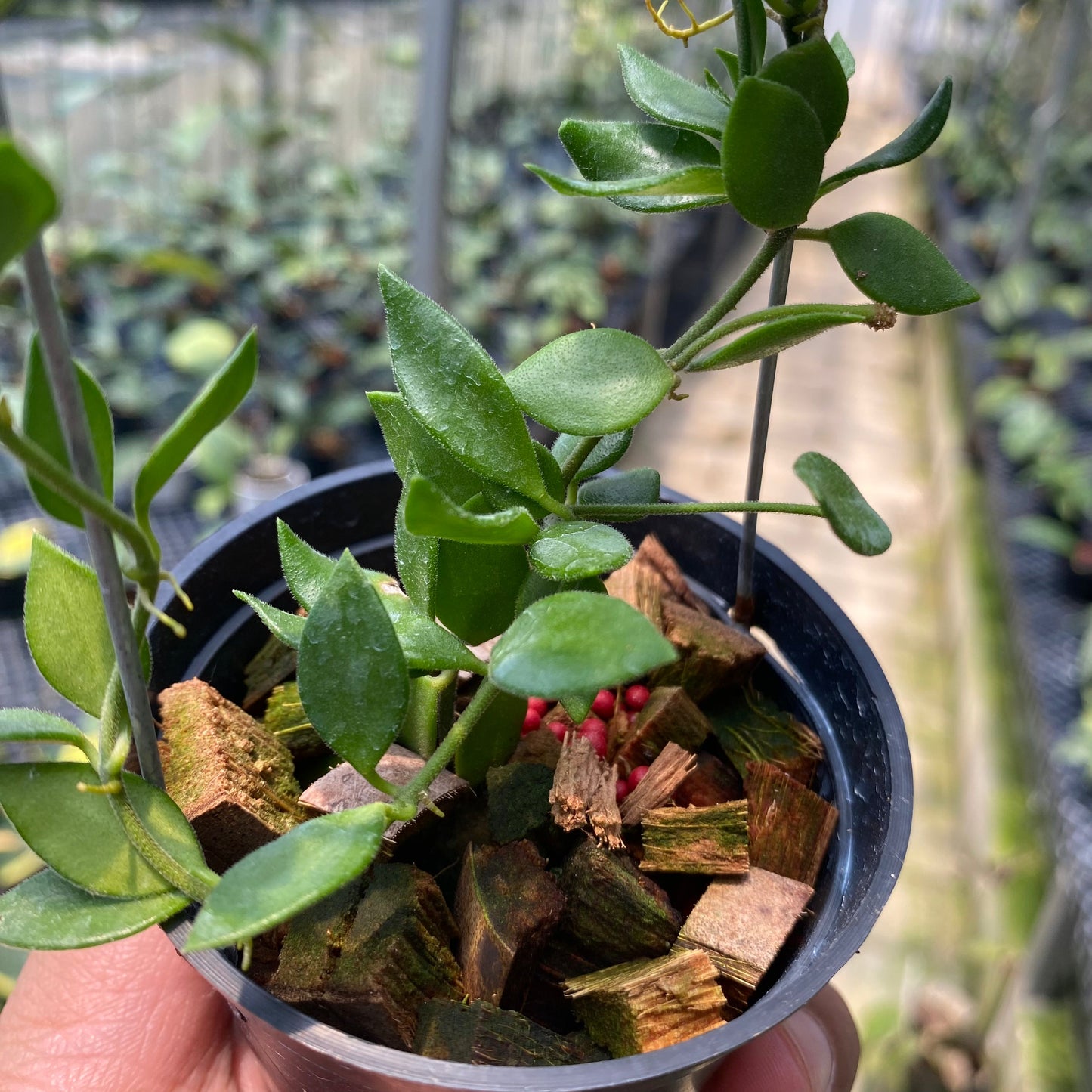 Hoya SP Mini Mamasa