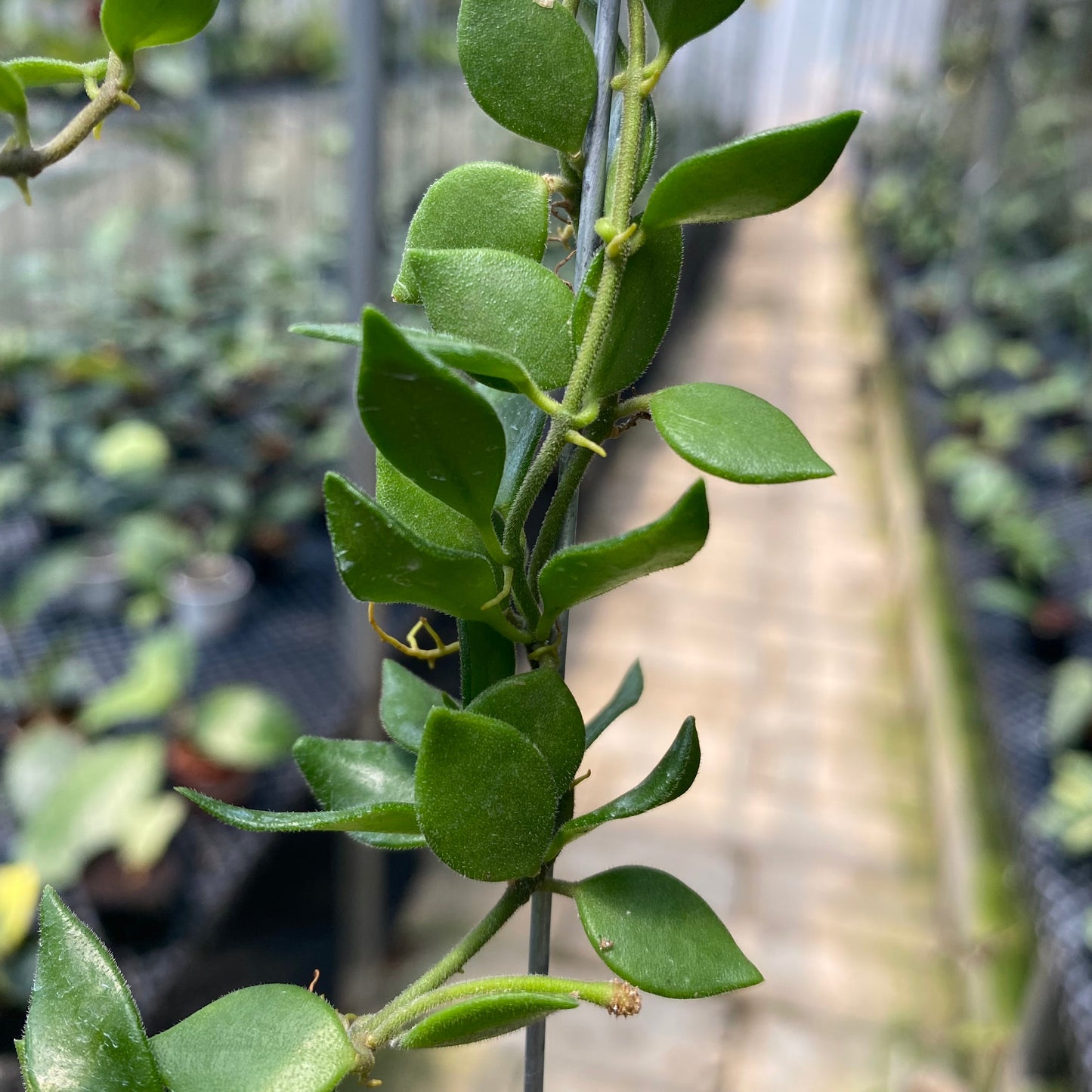 Hoya SP Mini Mamasa