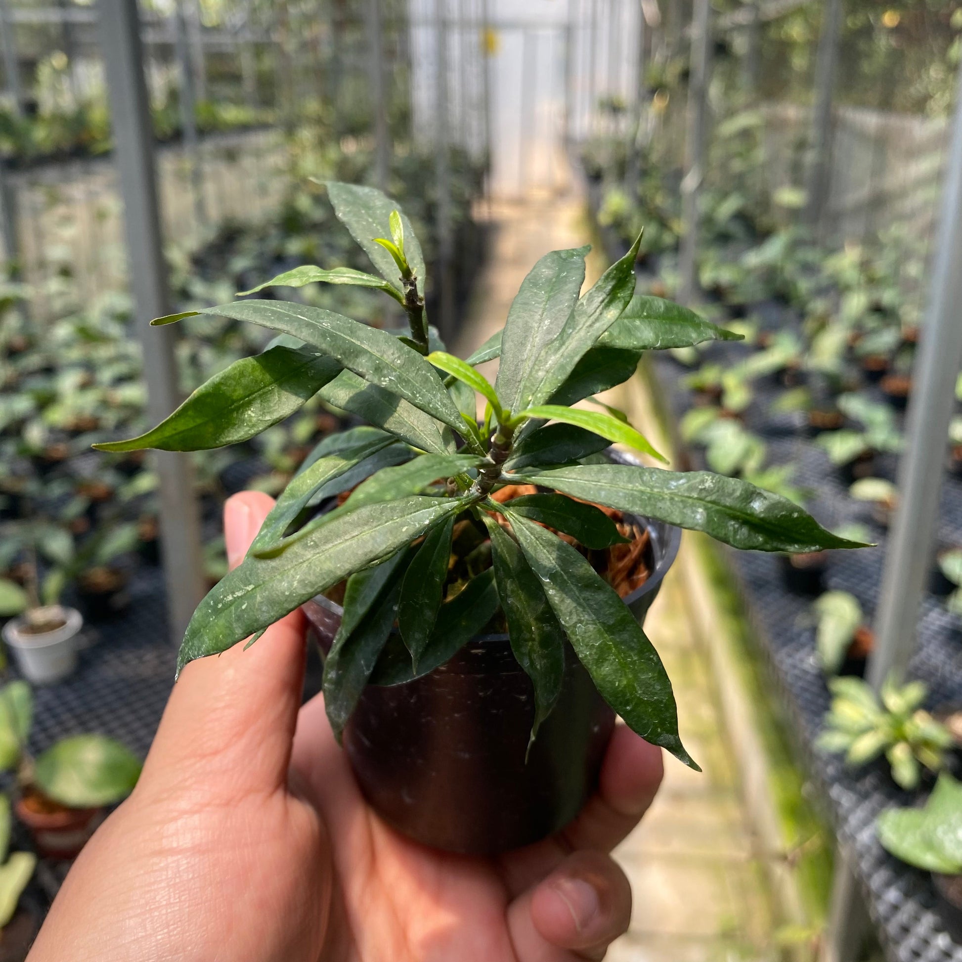 Hoya Multiflora Minion - Indonesian Rare Plants