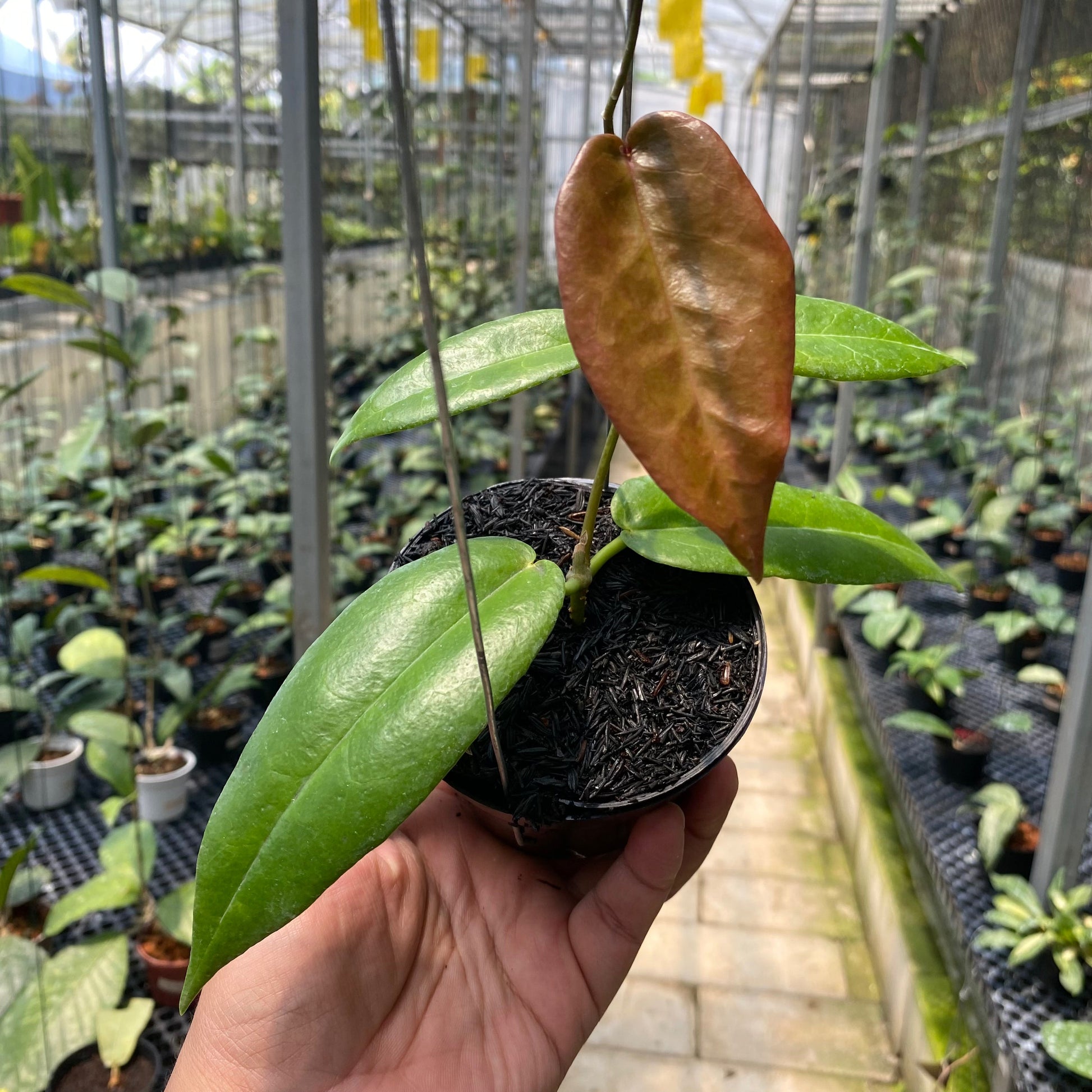 Hoya Macgillivrayi - Indonesian Rare Plants