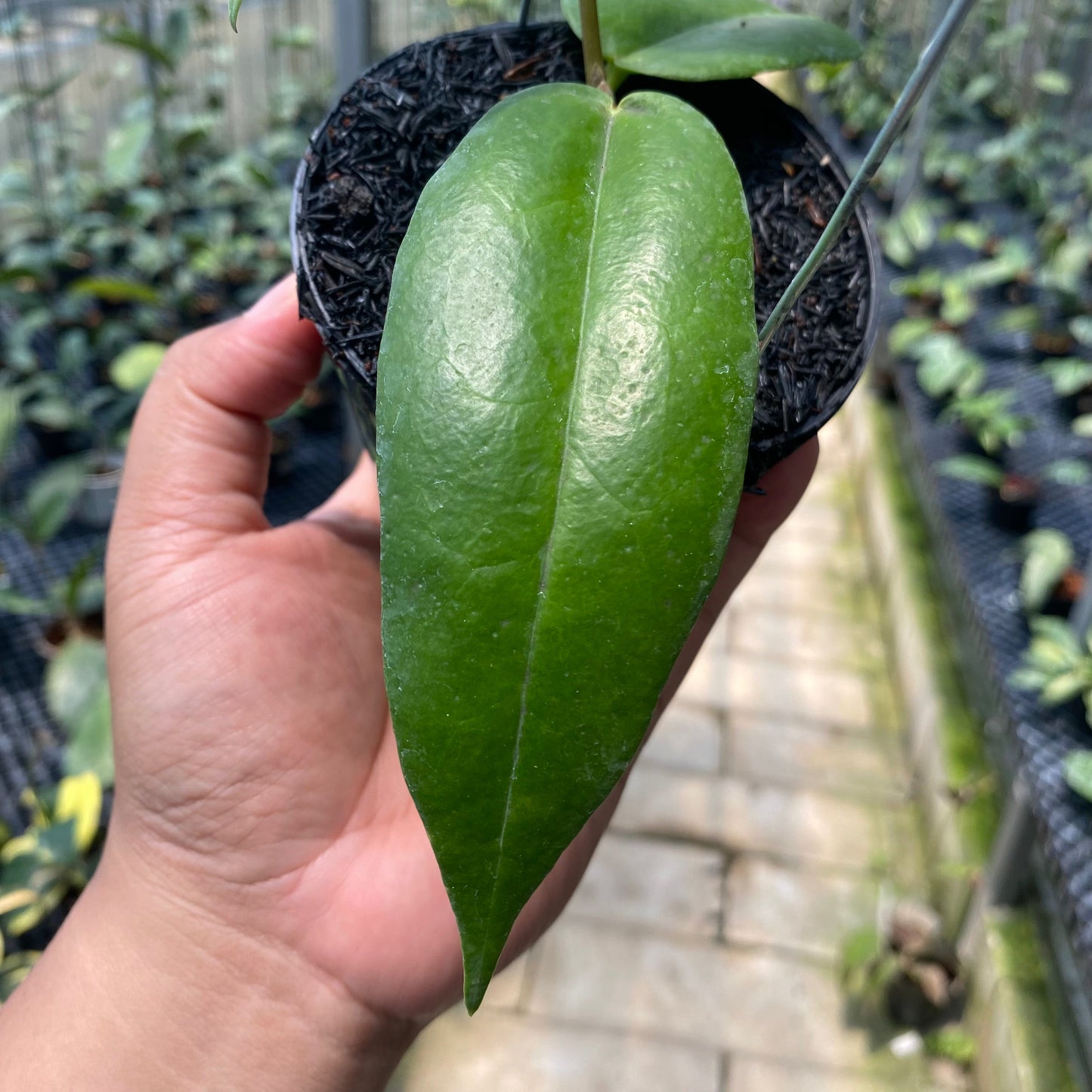 Hoya Macgillivrayi