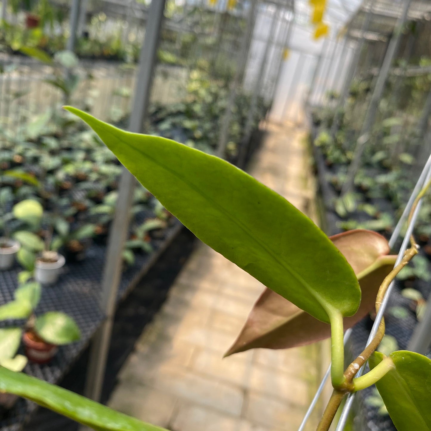 Hoya Macgillivrayi