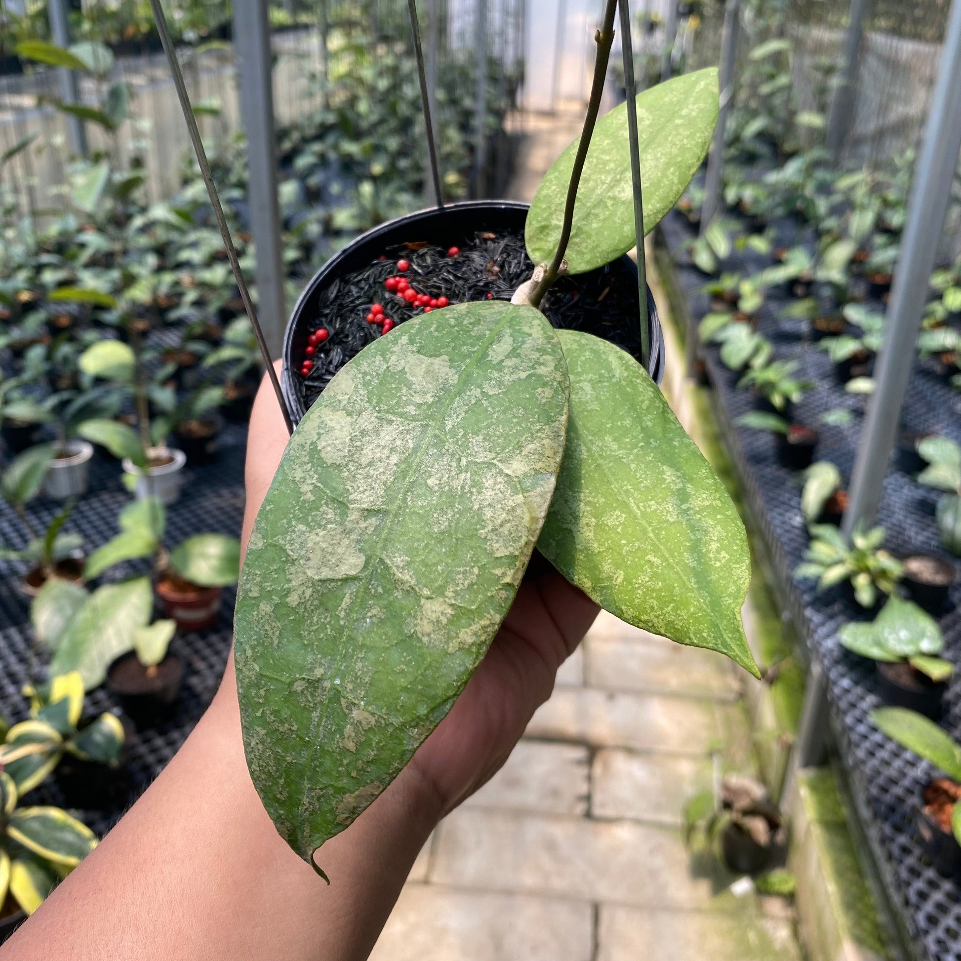 Hoya AFF Lambii Splash - Indonesian Rare Plants