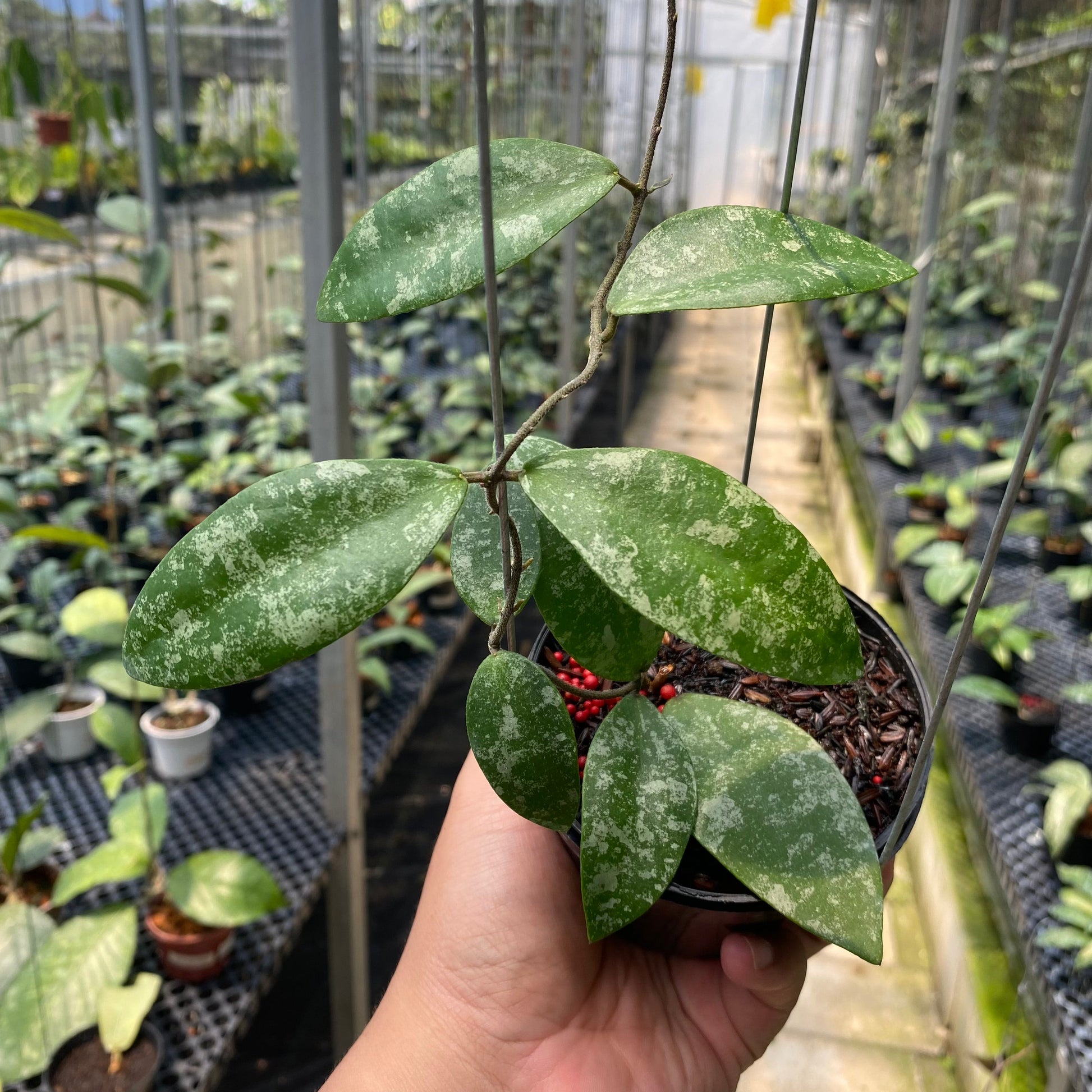 Hoya Flagellata - Indonesian Rare Plants