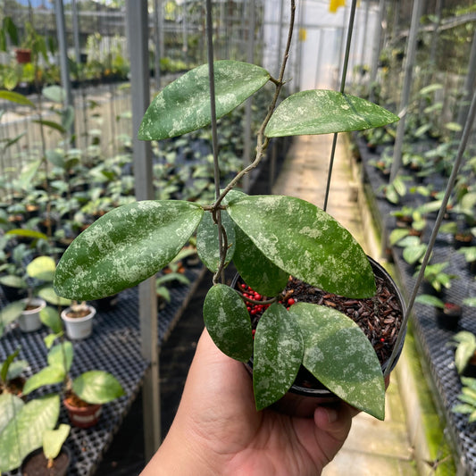 Hoya Flagellata - Indonesian Rare Plants