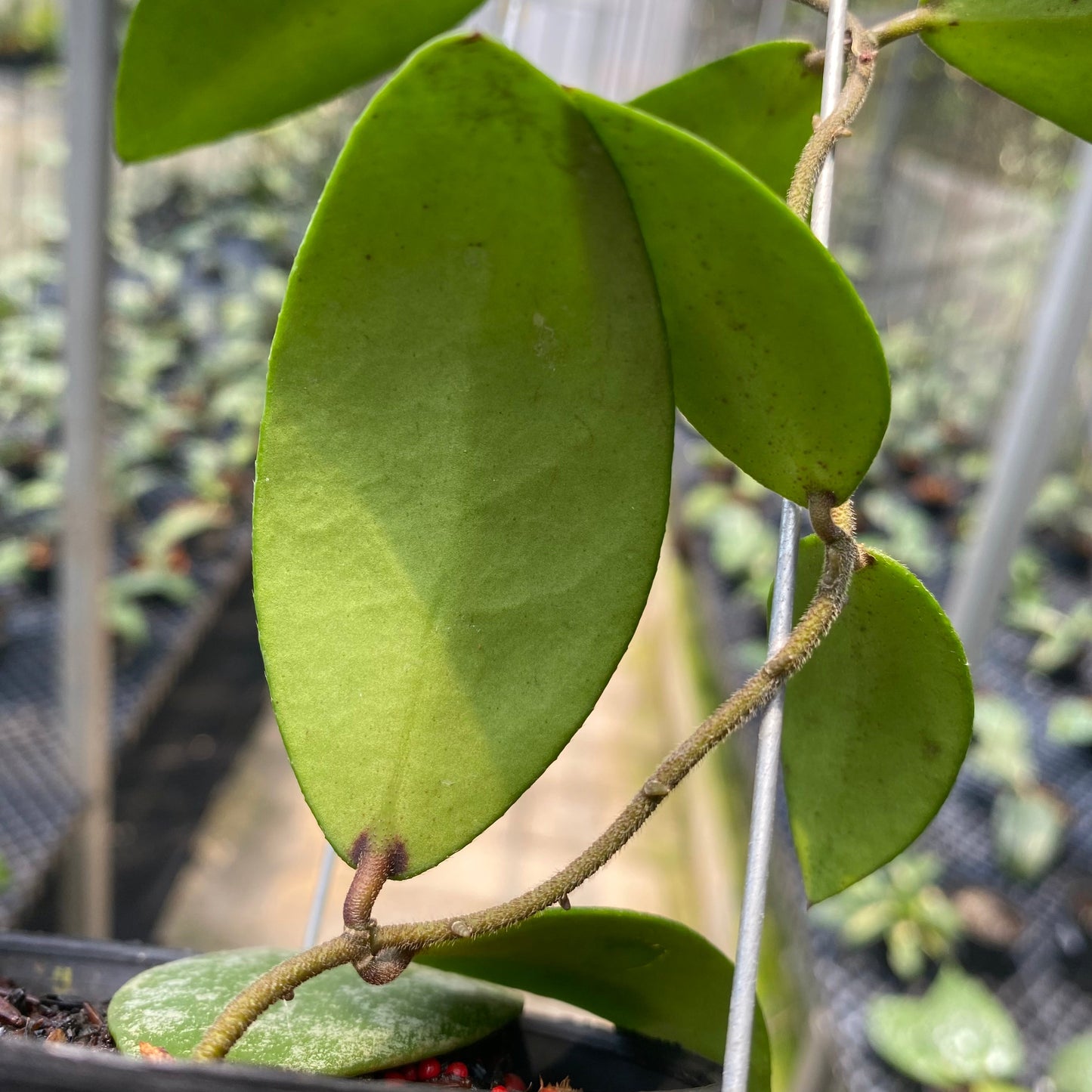 Hoya Flagellata