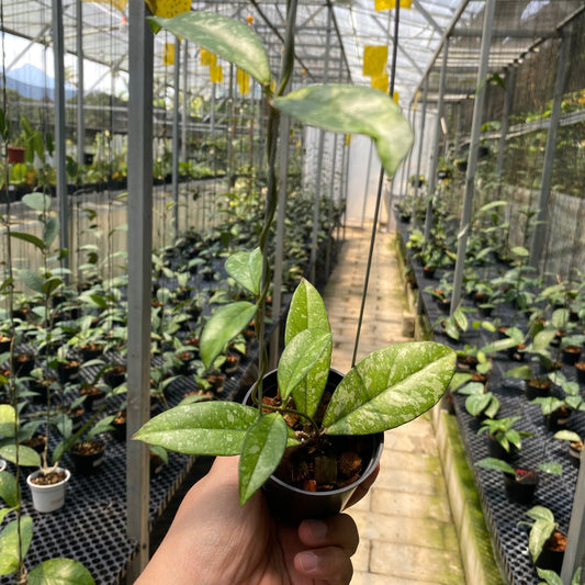 Hoya Crassipetiolata Splash - Indonesian Rare Plants