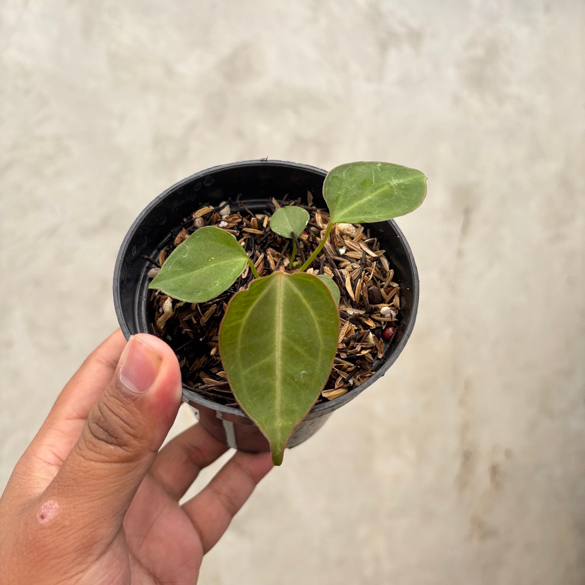 Anthurium Xone Portilae Muchlis x Blood of Blue - Indonesian Rare Plants