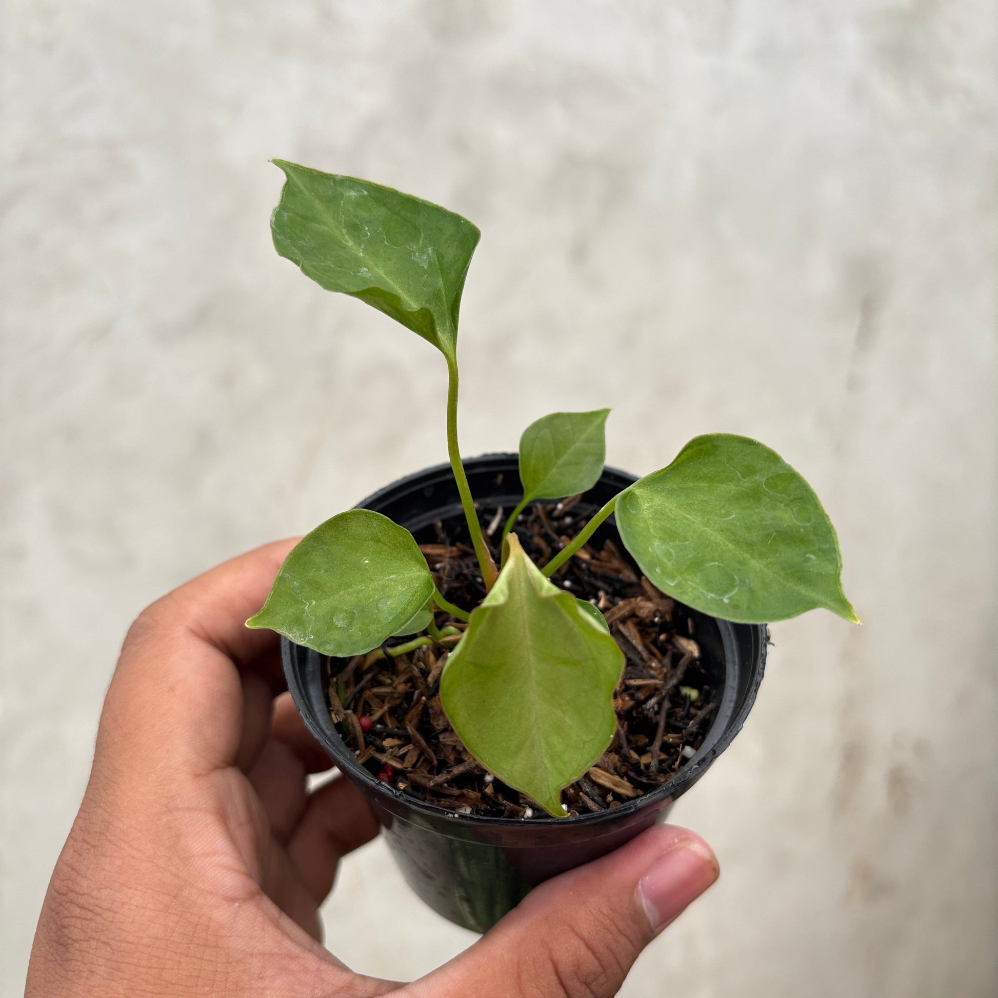 Anthurium Xone Portilae Muchlis x Blood of Blue Selected - Indonesian Rare Plants
