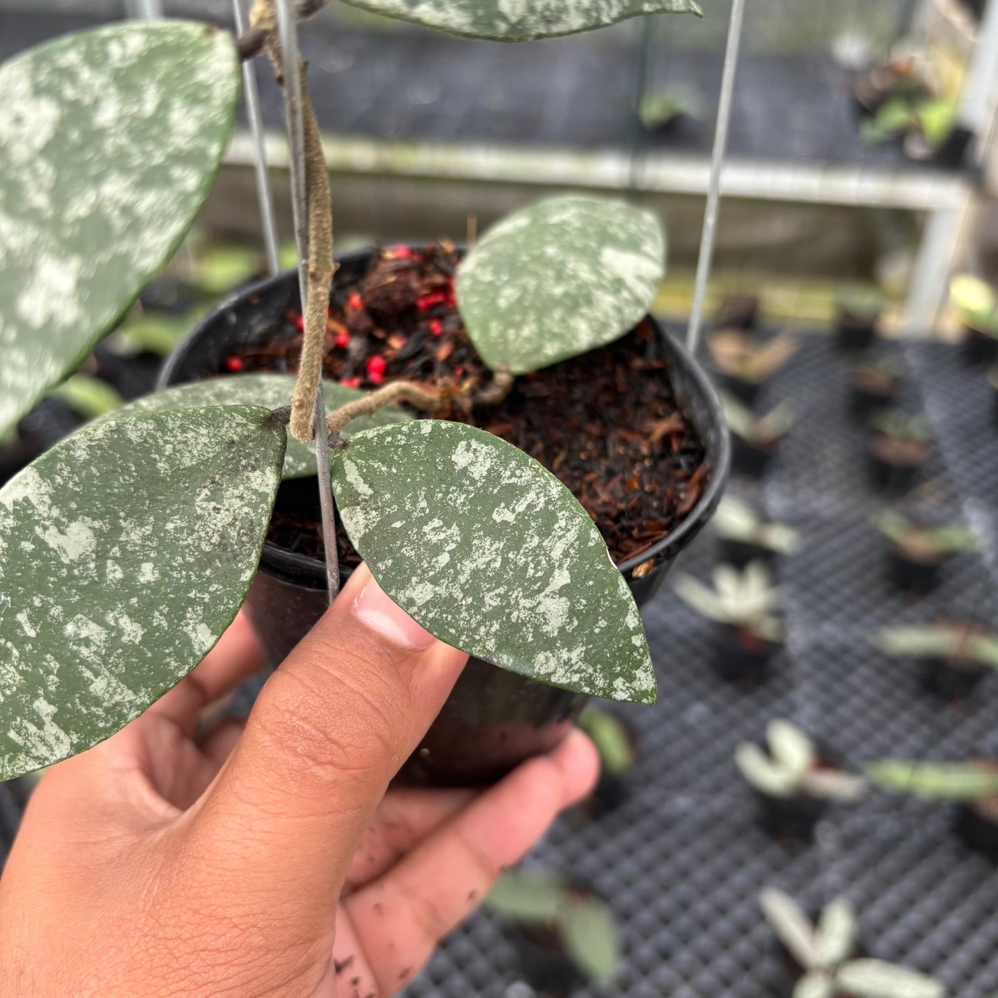 Hoya Flagellata Splash