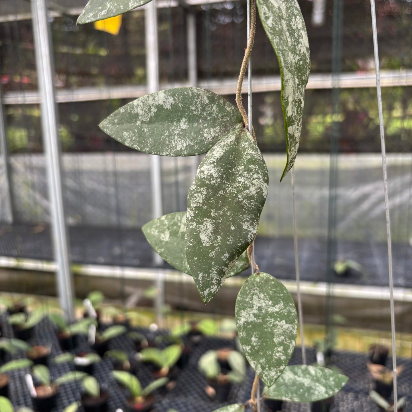 Hoya Flagellata Splash