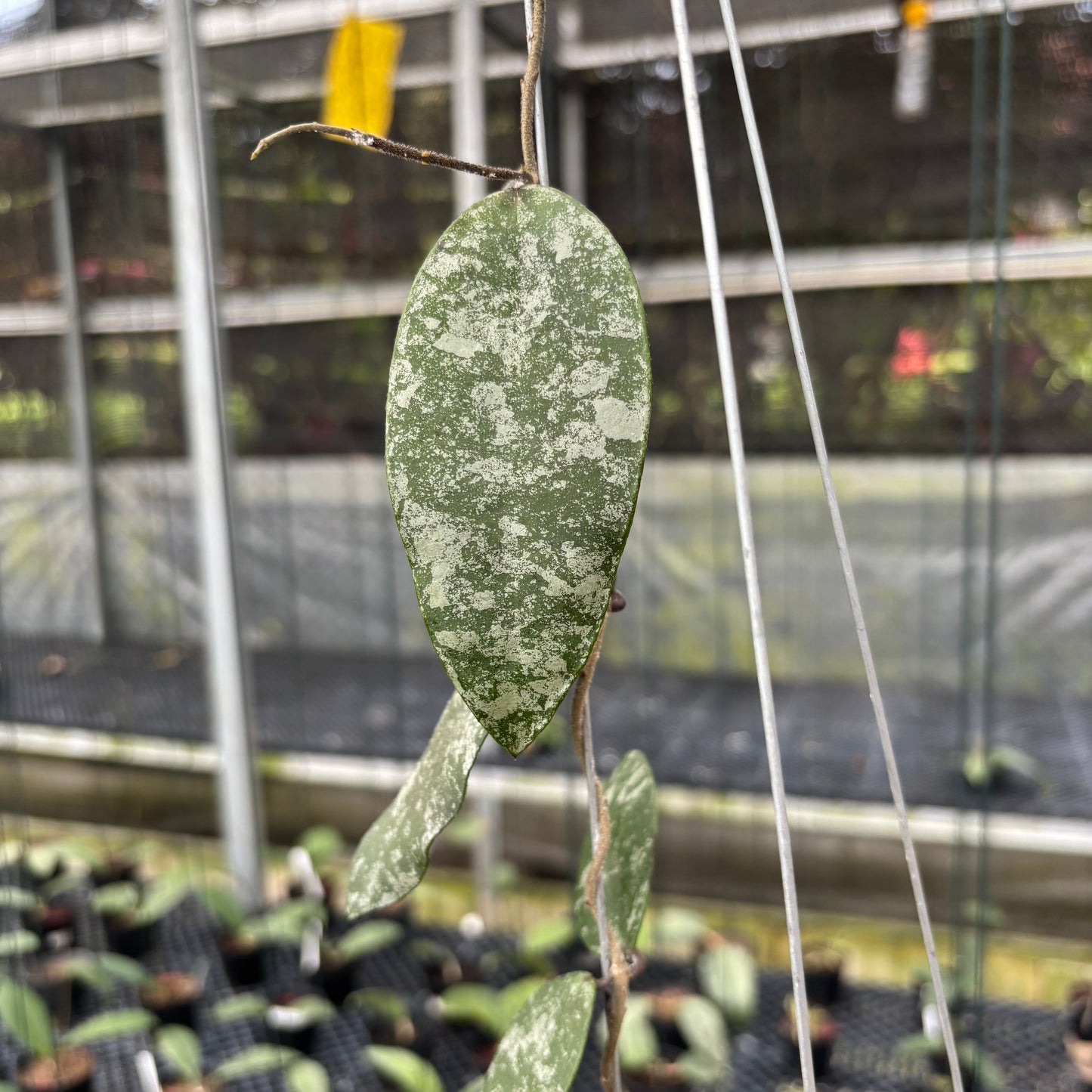 Hoya Flagellata Splash