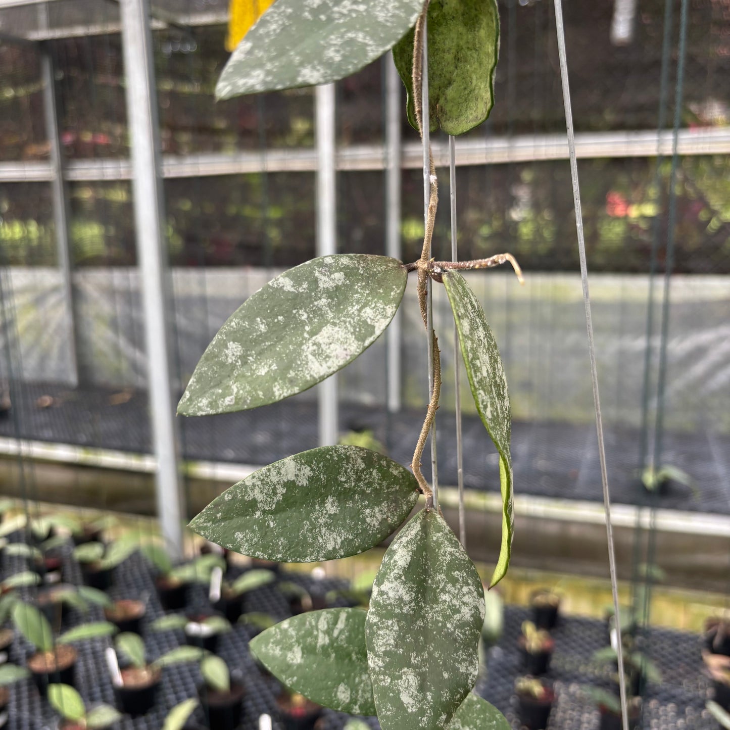 Hoya Flagellata Splash
